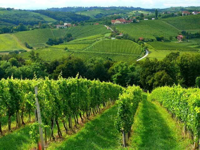 vineyards-2-resized--640x480.jpg