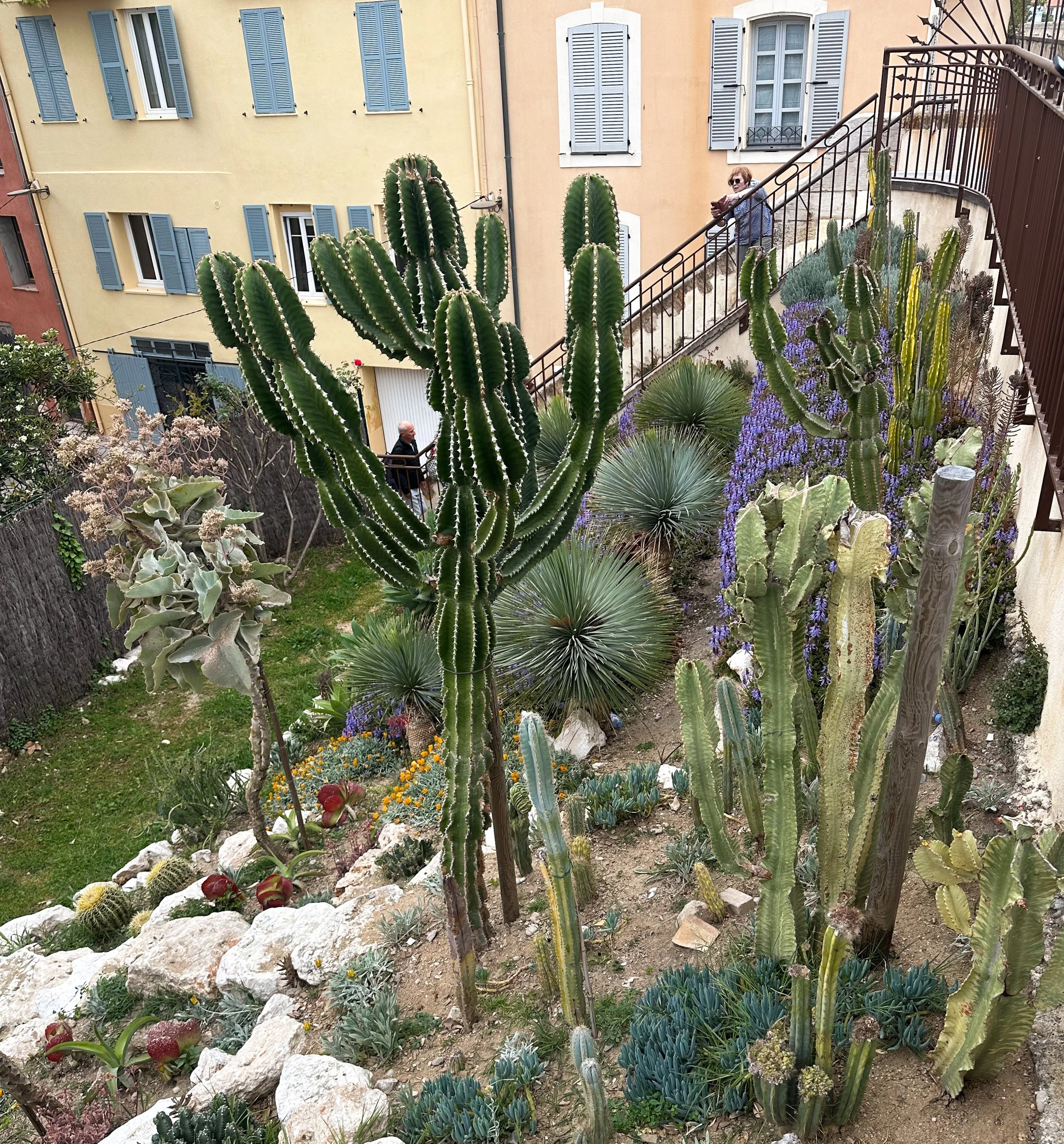 Antibes'i kaktused.JPG