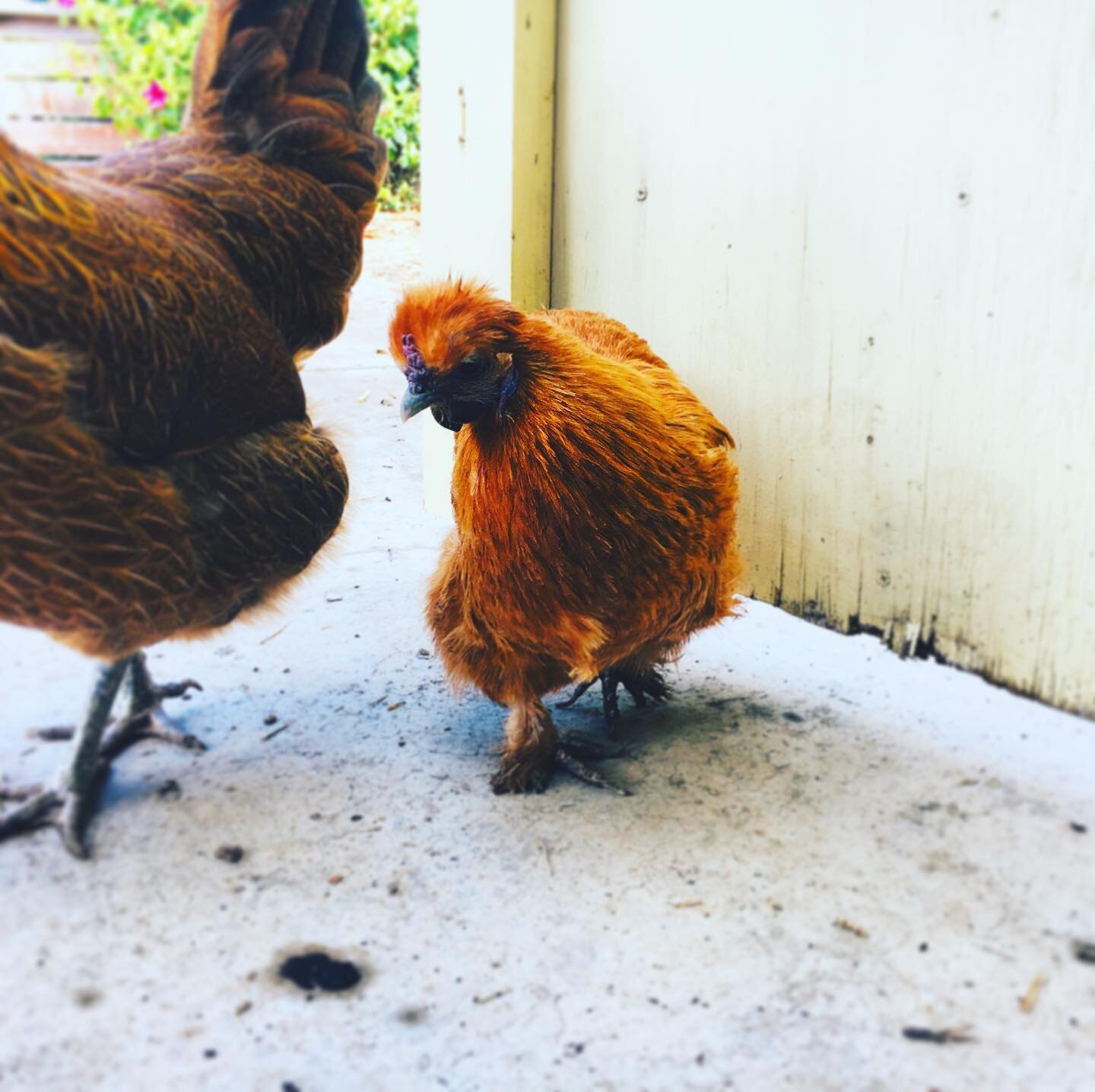 Little Wing. Big Attitude.
My social distancing buddy.

#chicken #chickensofinstagram #bird #birdsofinstagram #bantam