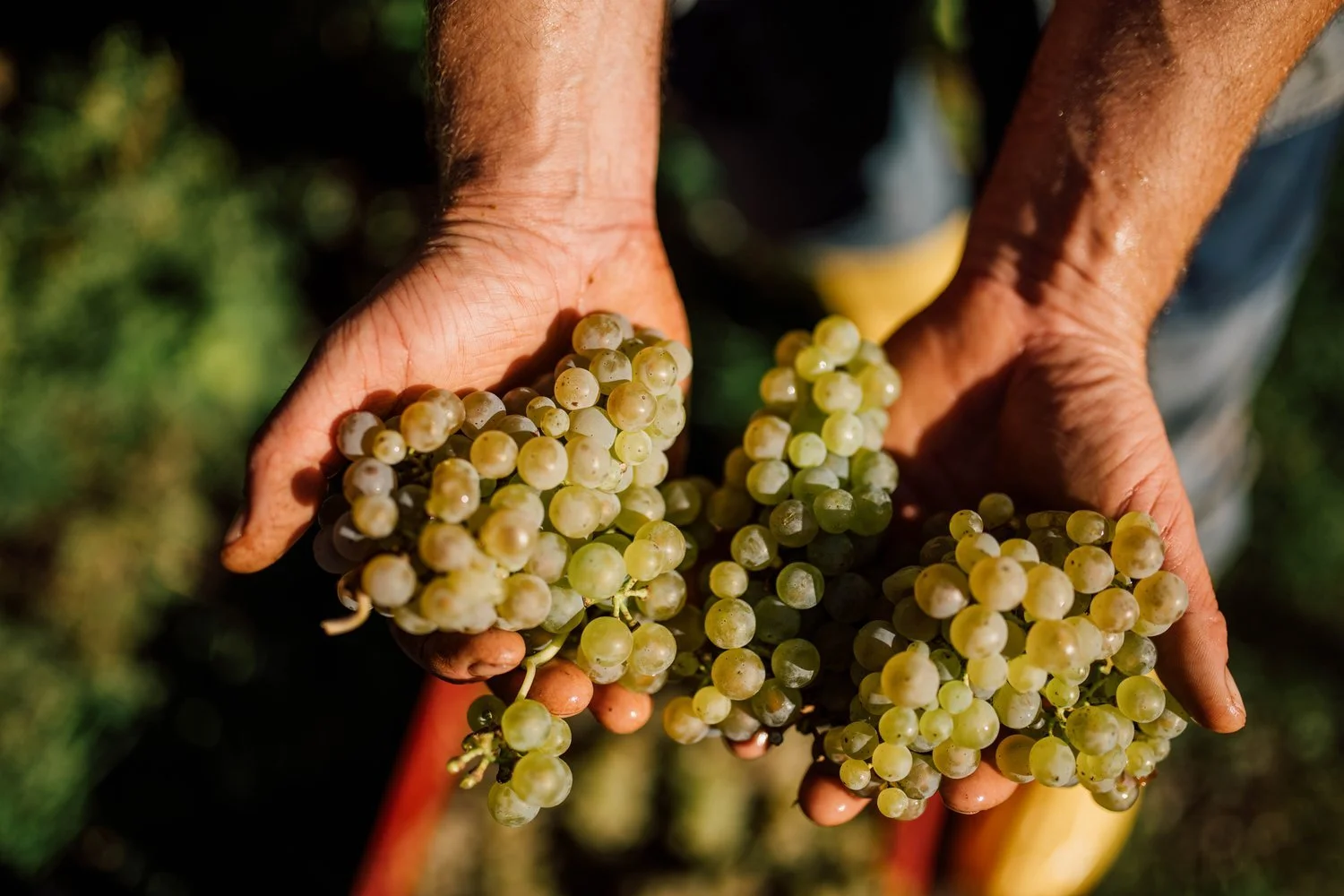 weingut-hey7 (1).jpeg