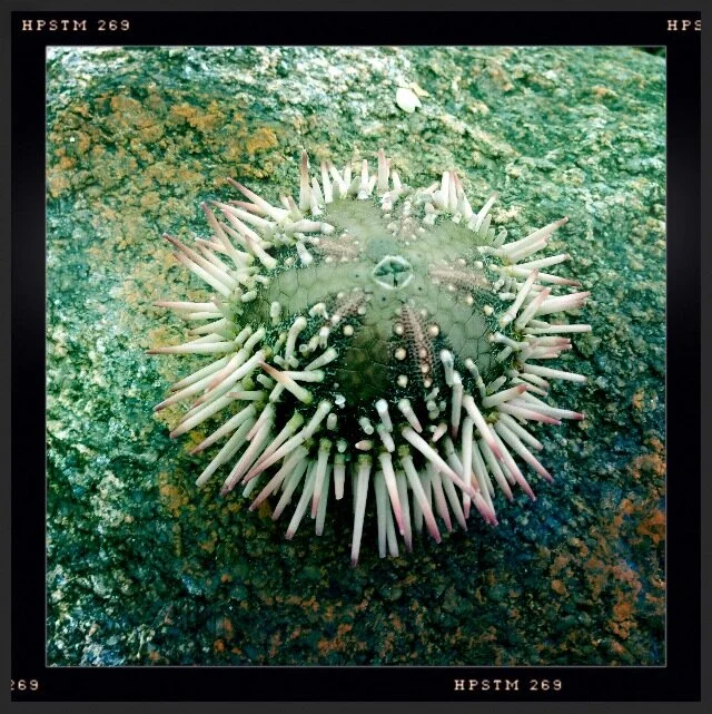 sea urchin