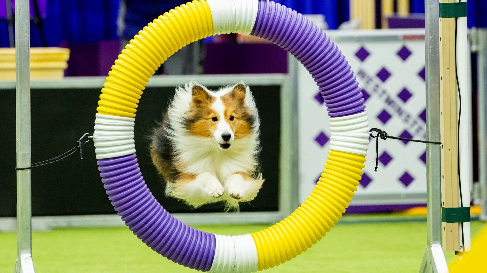 13DOGSHOW-04-wvbj-videoSixteenByNineJumbo1600-v2.jpg