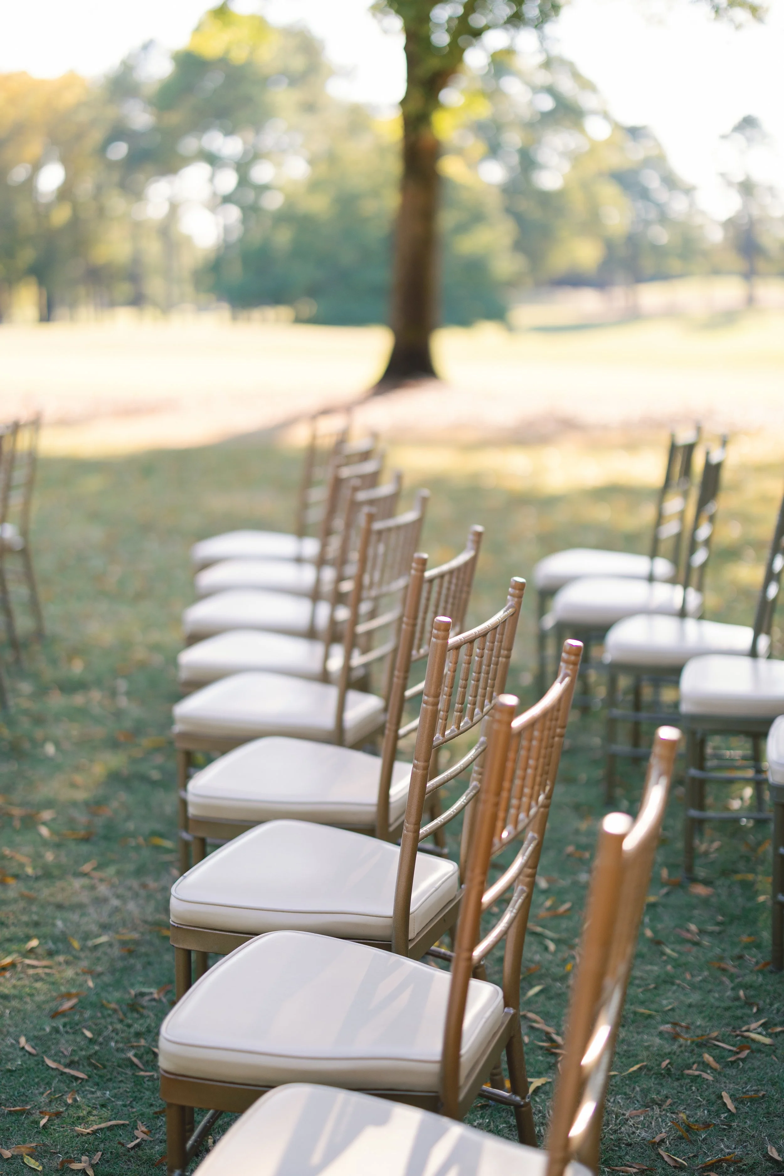 A row of wooden chairs with white cushions arranged outdoors on grass, with a large tree and sunlit park in the background.