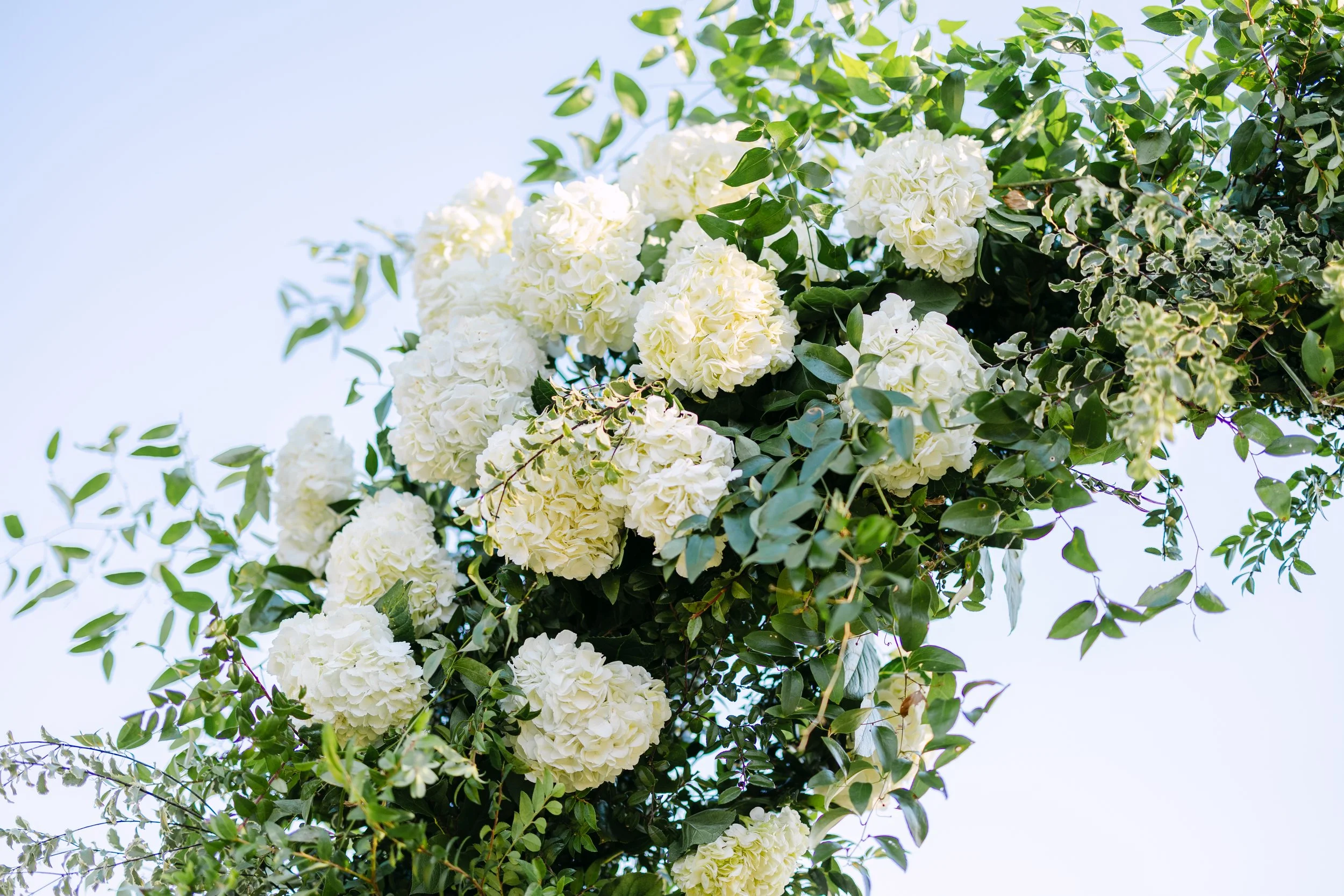 White hydrangea flowers blooming on a green leafy plant against a light sky background.