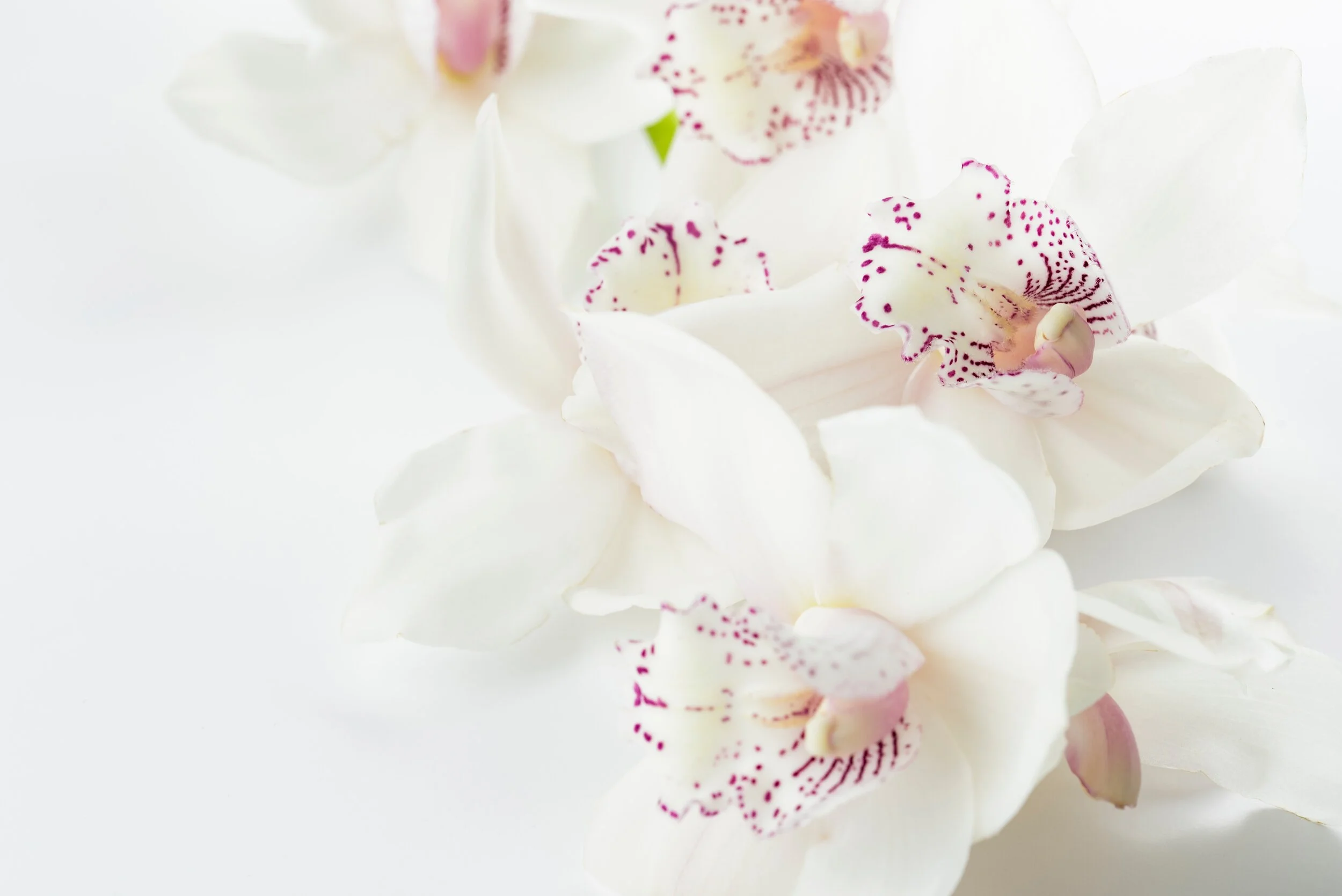 orchids.jpg