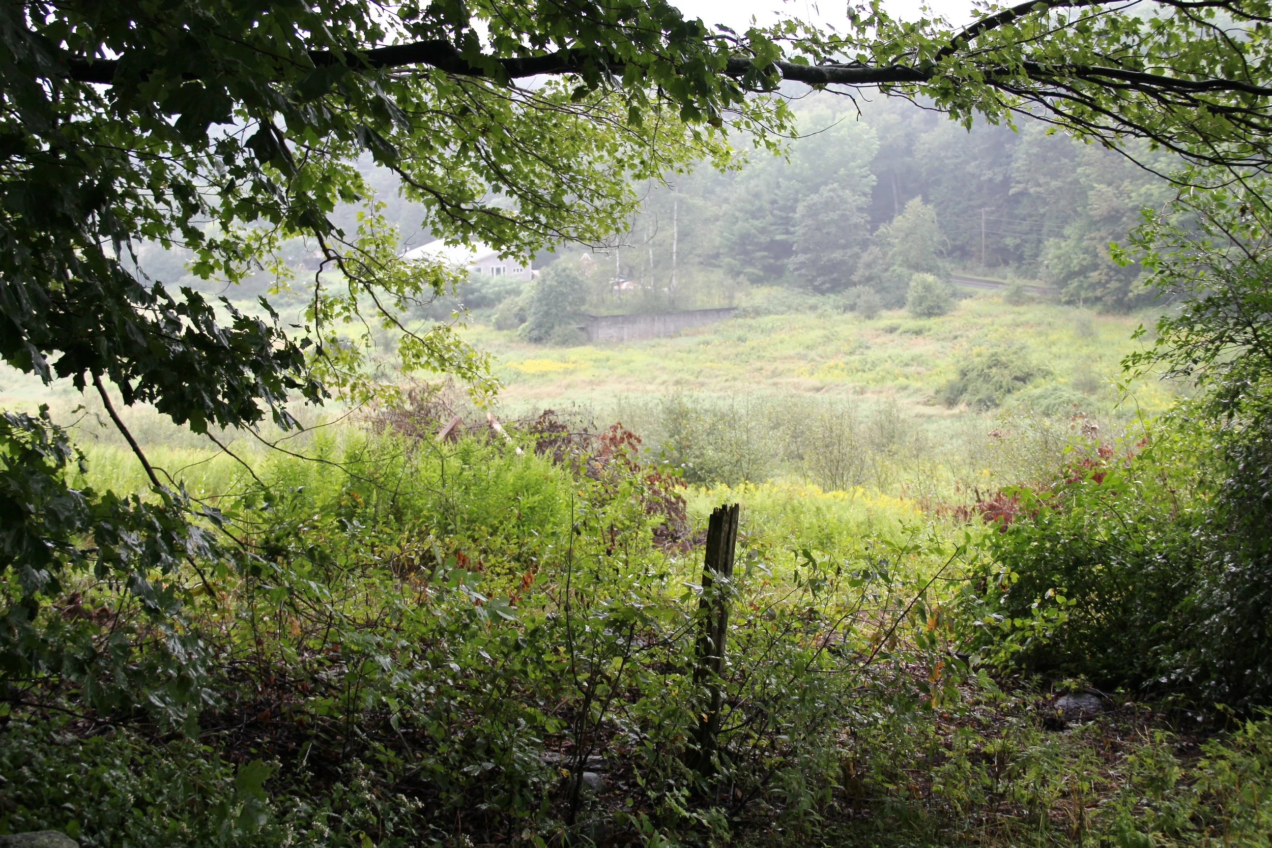 South Meadow Restoration