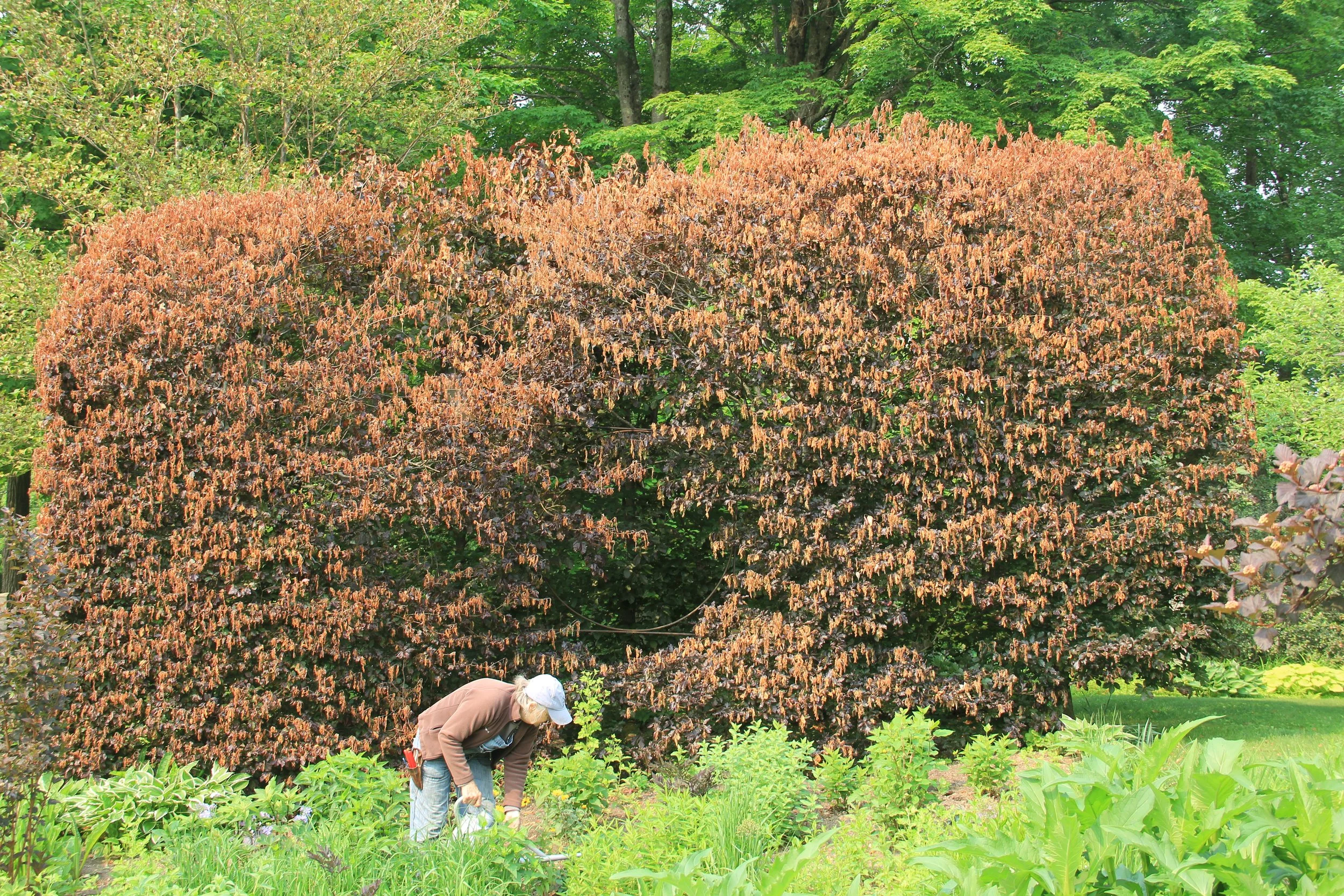 Climate Change at Hayward Gardens