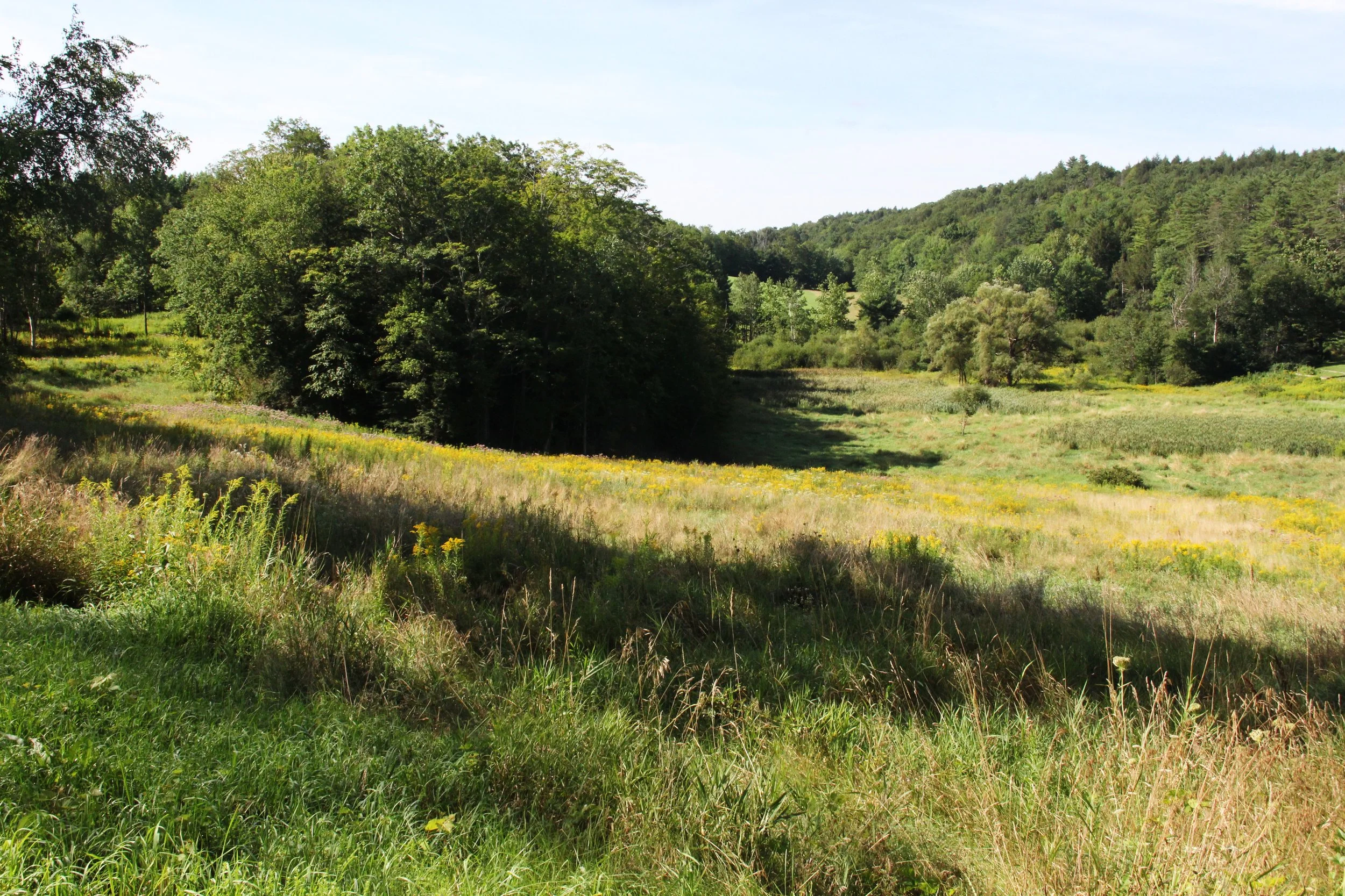 South Meadow Native Plants and Plantings 