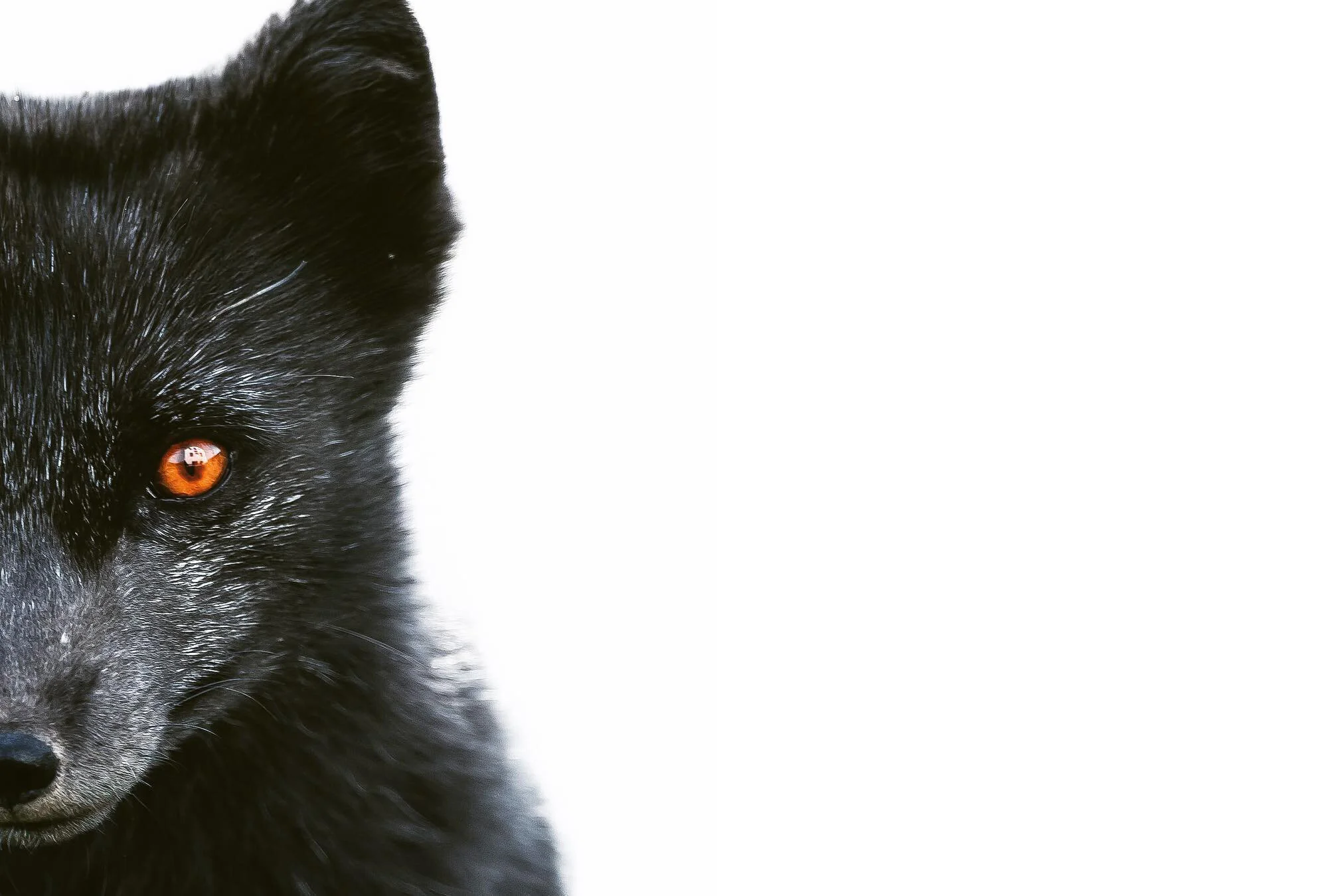 Squarespace Background Image.jpg