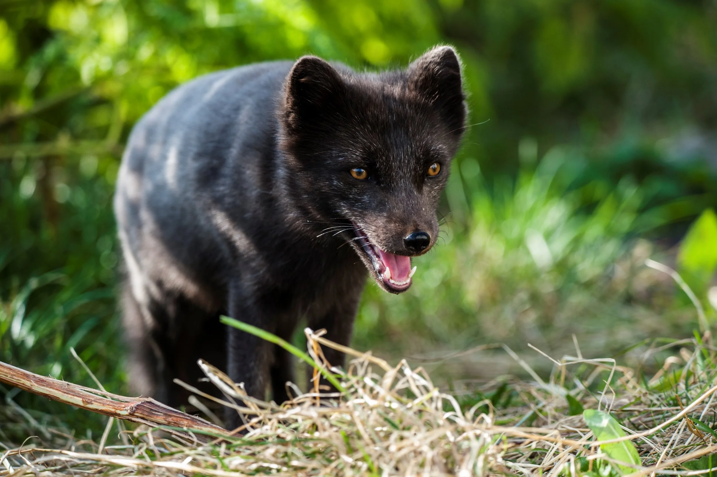 Arctic Fox - Iceland.JPG