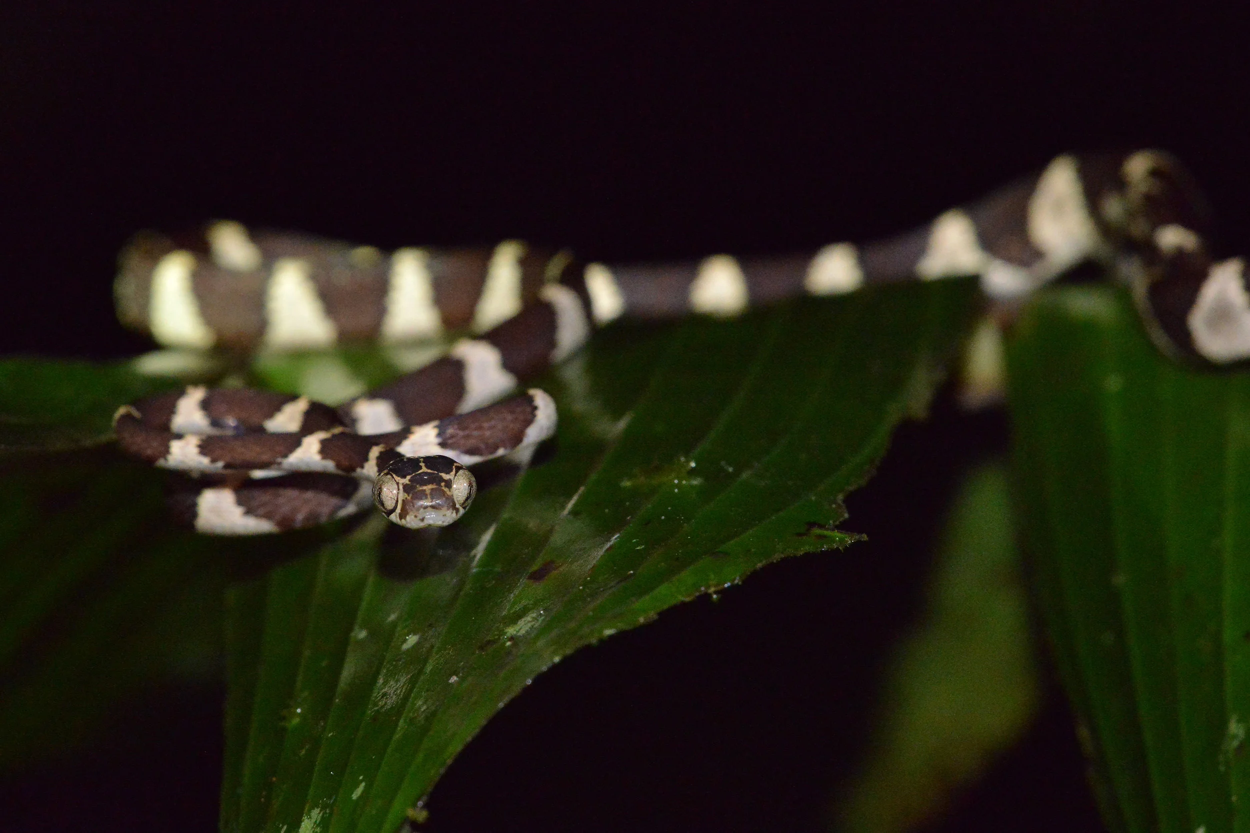 Inquisitive - Amazon.JPG