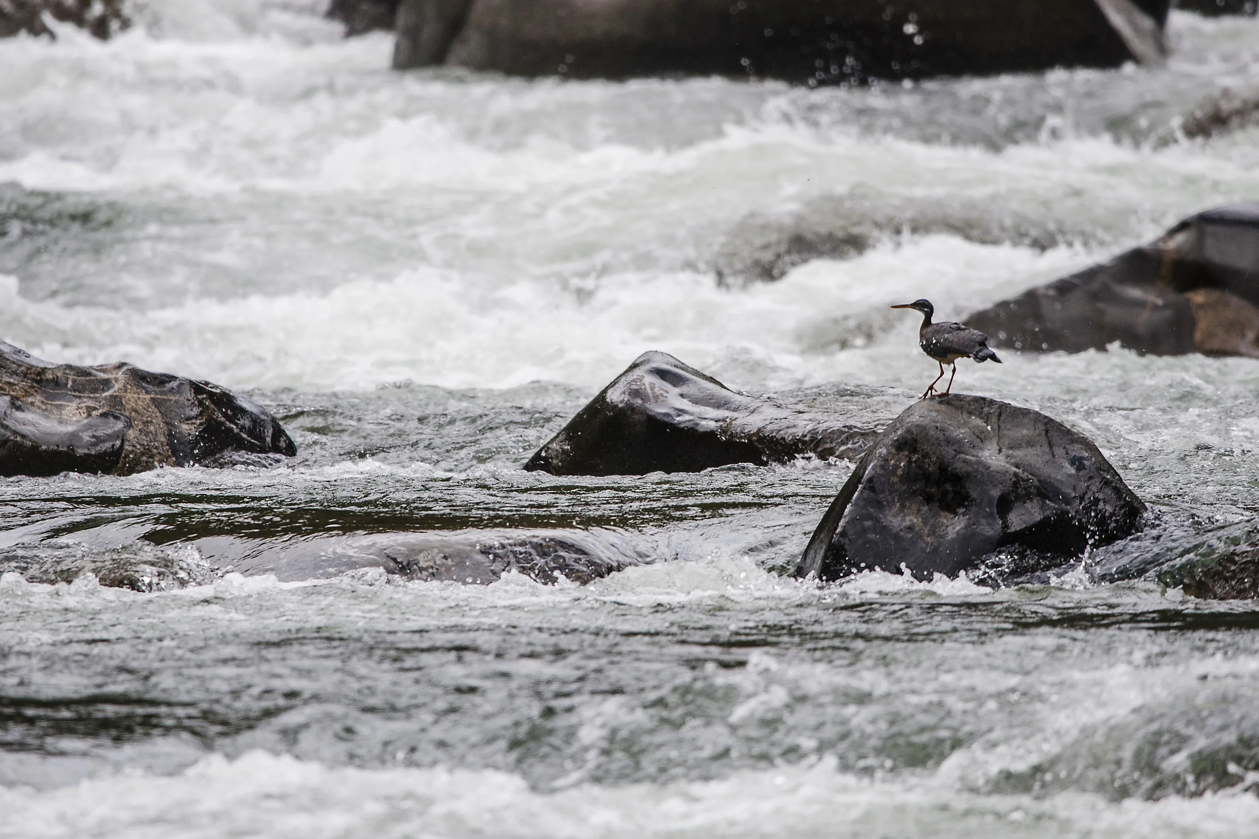The River - Amazon.JPG