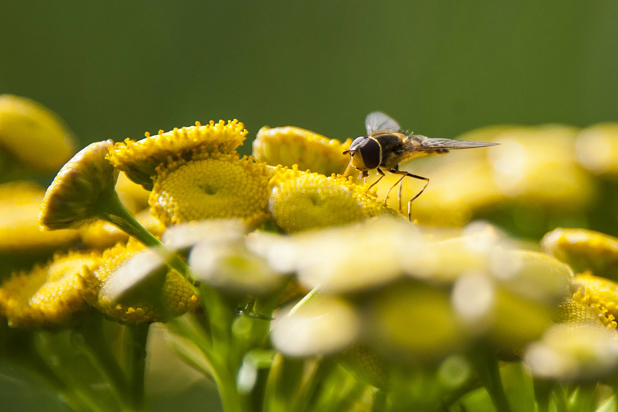 Macro of Hoverfly - Ontario.JPG