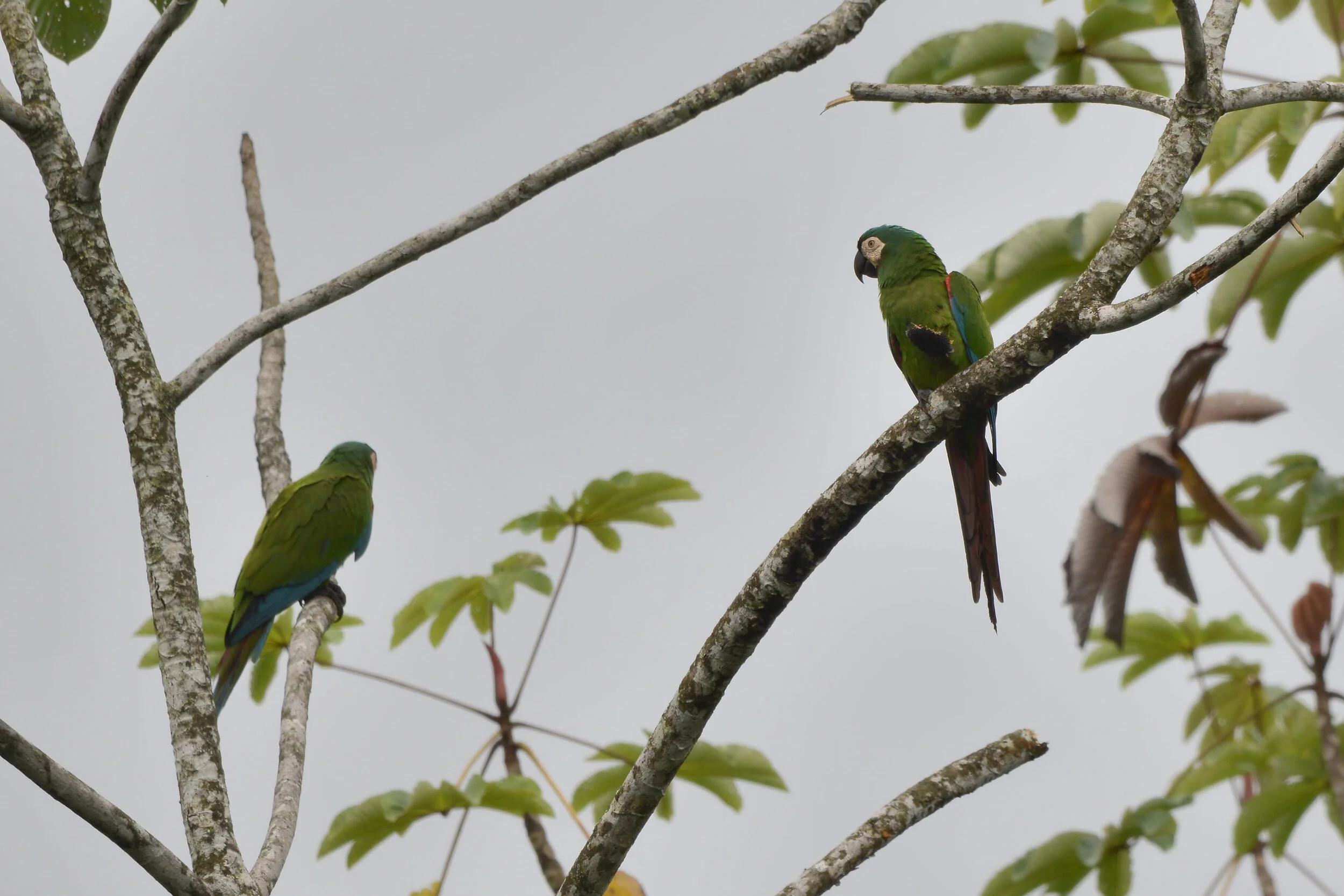 20180801-125353 (1).JPG