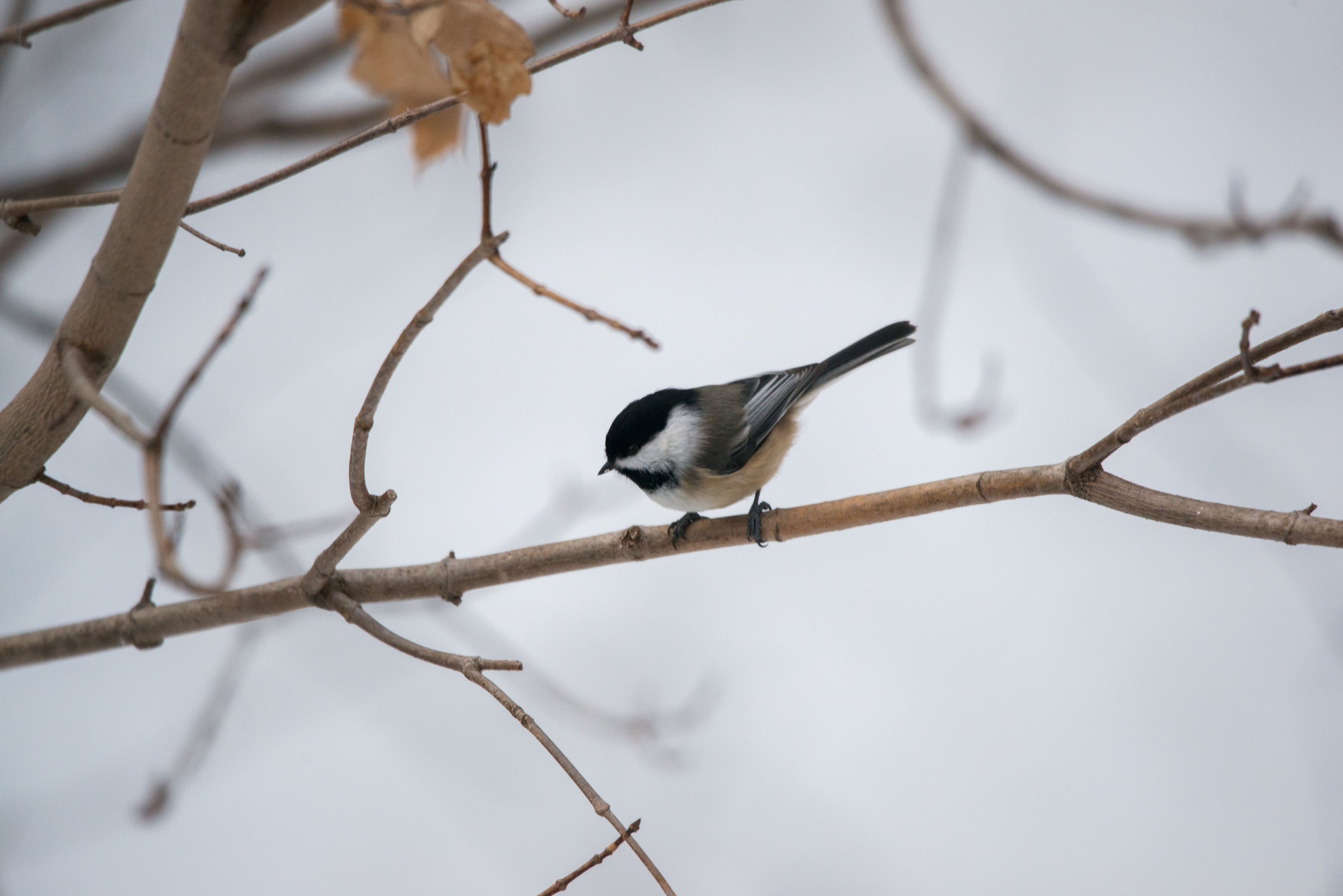 DSC_4506.jpg