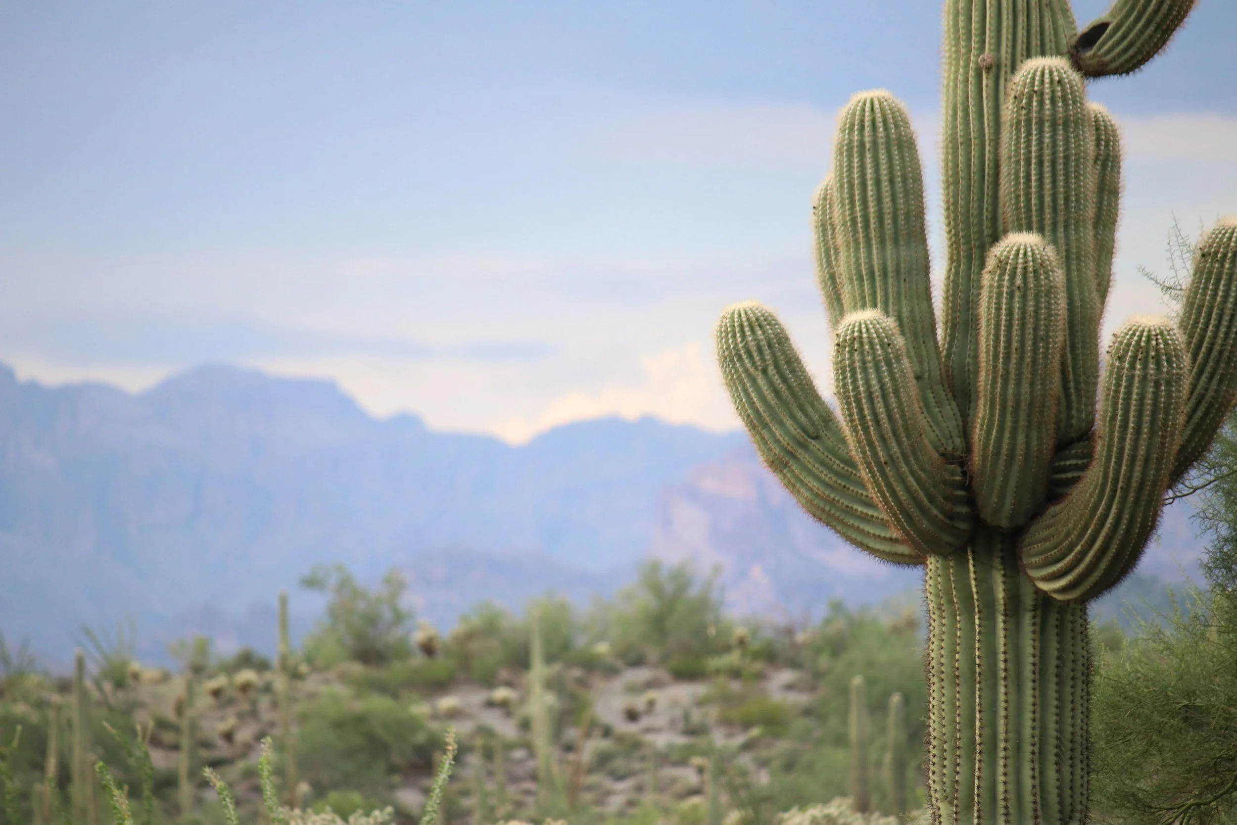 Desert cactus landscape with blue sky representing calm, Tori Quisling, Virtual Fertility Coach