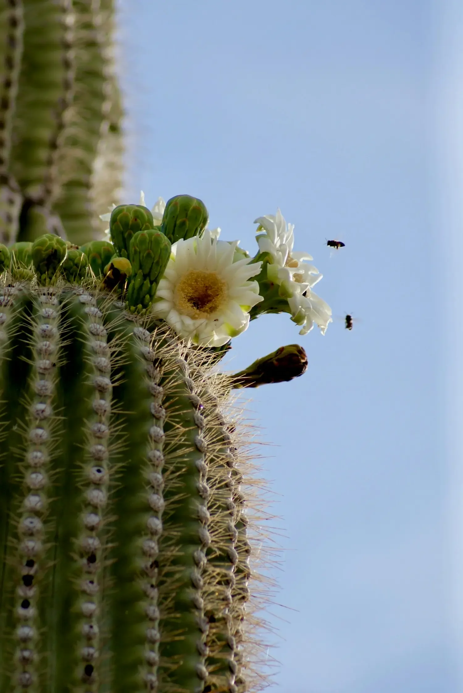Flowering cactus in the desert representing calm, infertility emotional support with Tori Quisling
