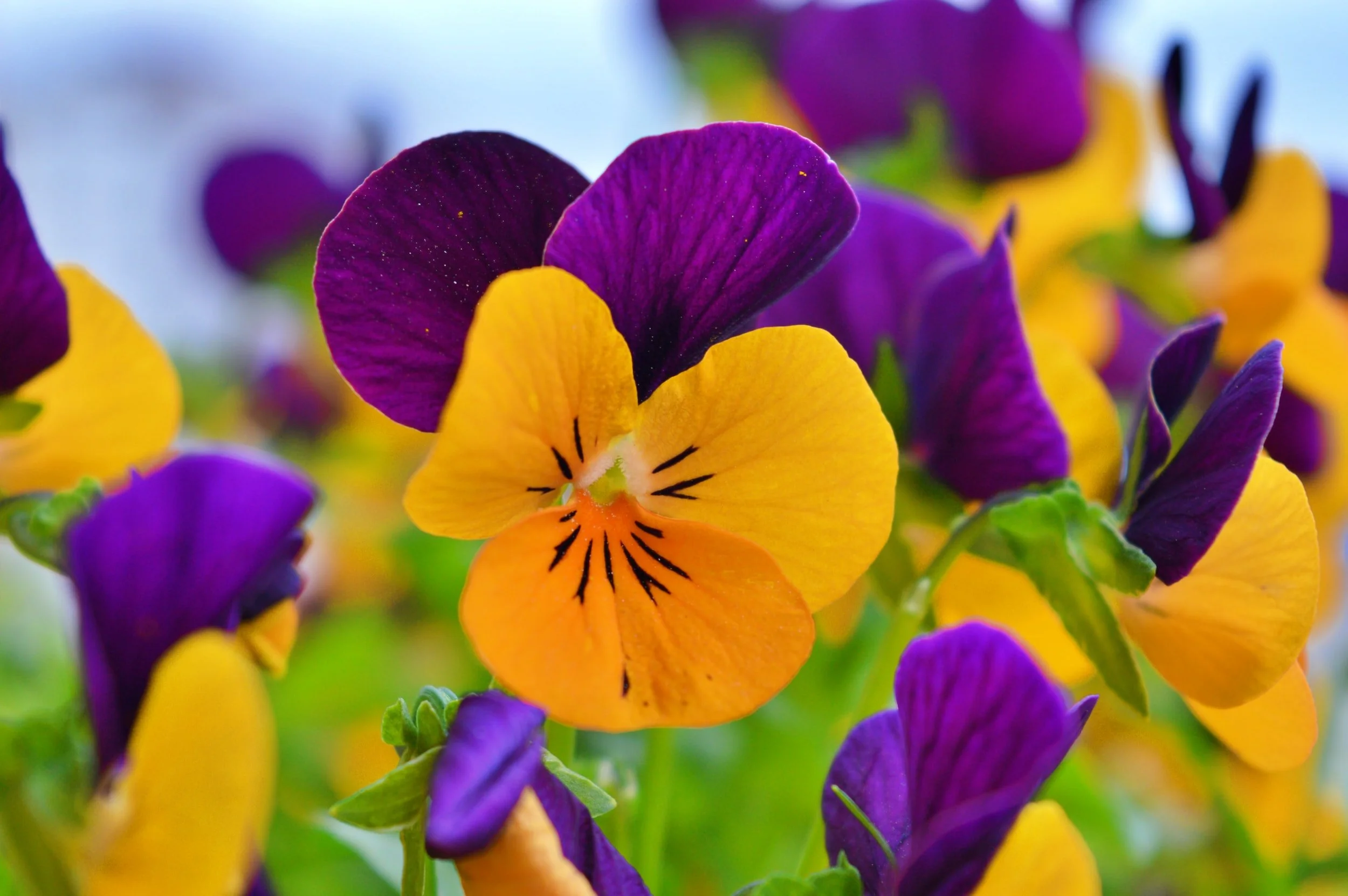 Pansies