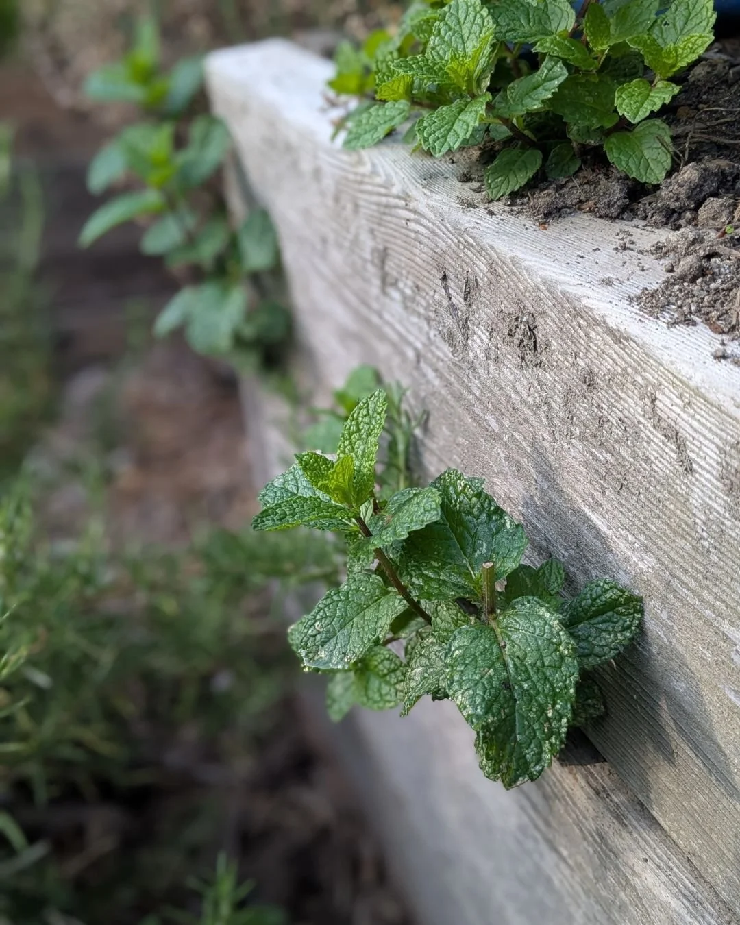 It's not enough for the mint to take over the garden...it needs to grow between the boards in the raised beds too?