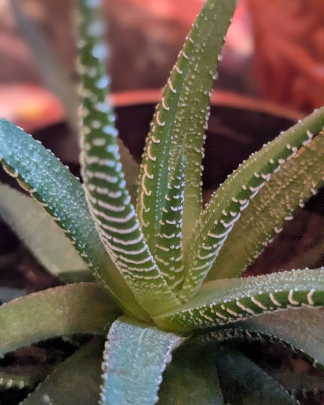 Love our little zebra succulent. It cheers up rainy days.