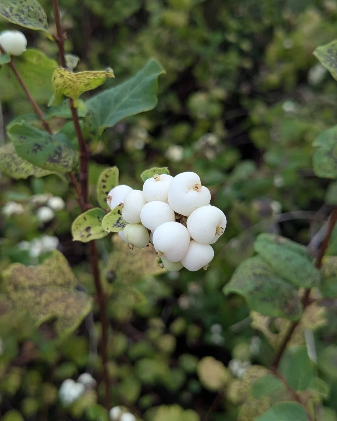 My eldest went to hippie farm camp through most of her childhood, which makes her very handy at identifying native species, and especially at telling us which ones we can eat. (These are snowberries and no, we are not allowed to eat them, even though