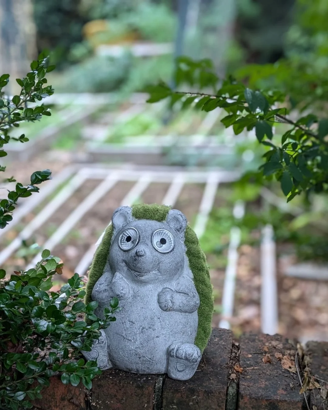 Hedgie says good morning!