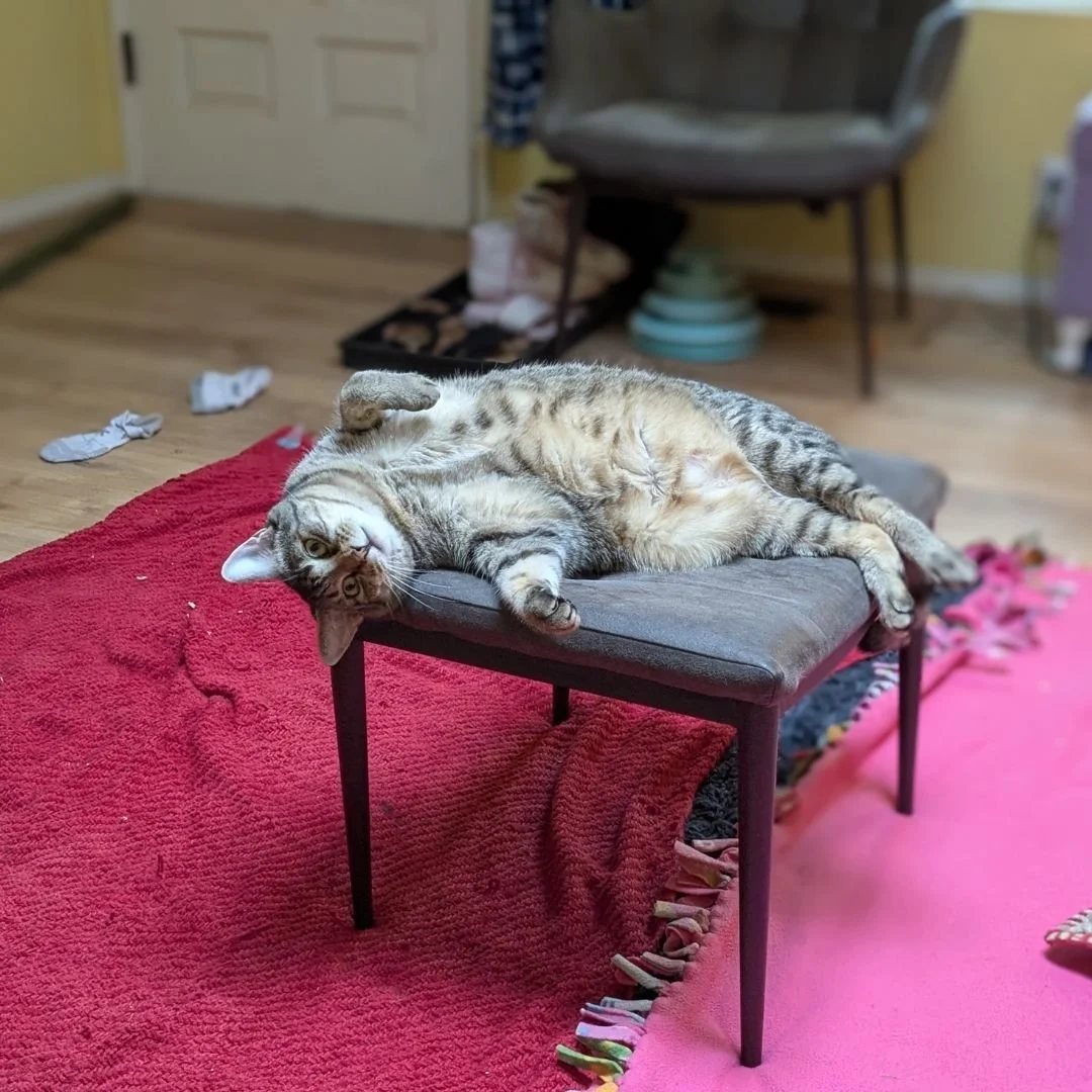 Mango has entered the chat.