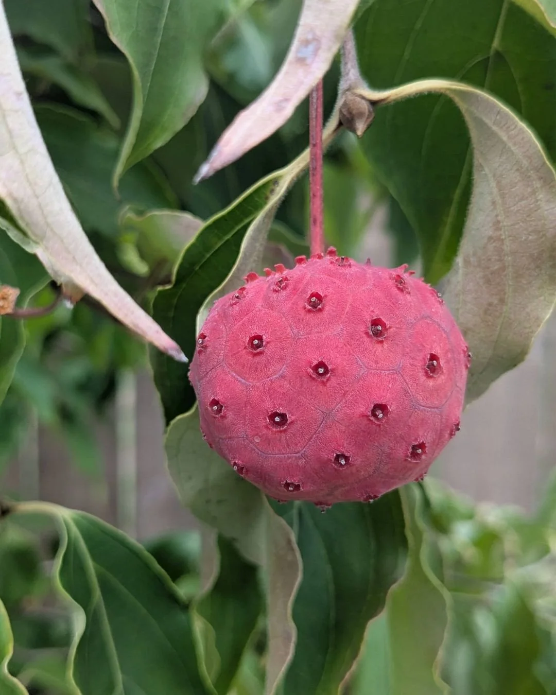 Saw this fruit on a flowering dogwood the other day and was stopped in my tracks. It's...not what I would have expected, not at all.