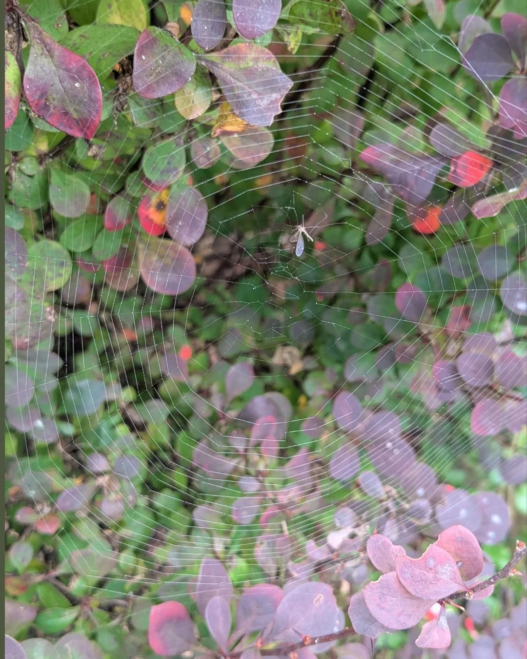 Happy almost Halloween!