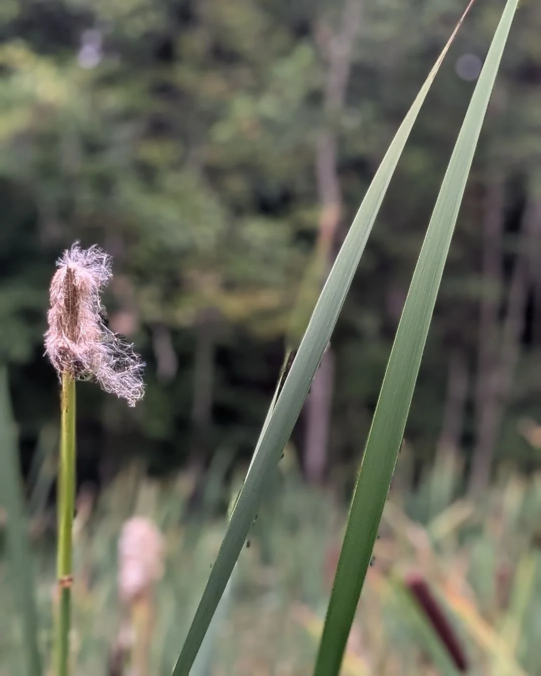 I wish I could share with you more than this image. The frogs were croaking, the wind rustled the cattails and the smell of earth and water and plants was overwhelming. A perfect cloudy fall day.