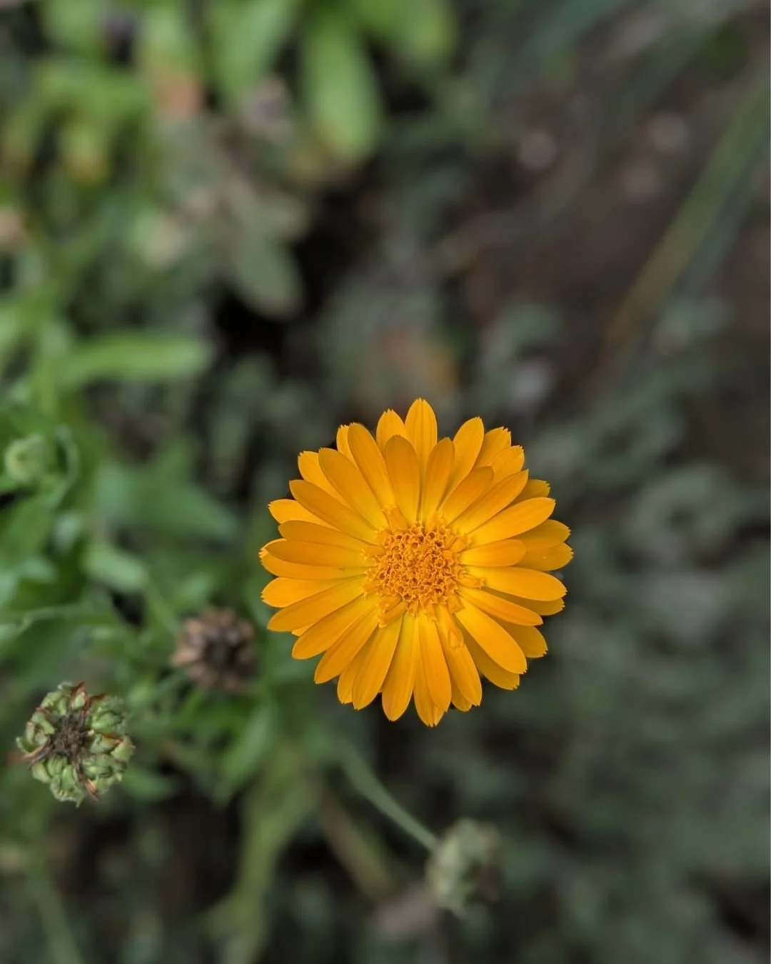 Last calendula standing!