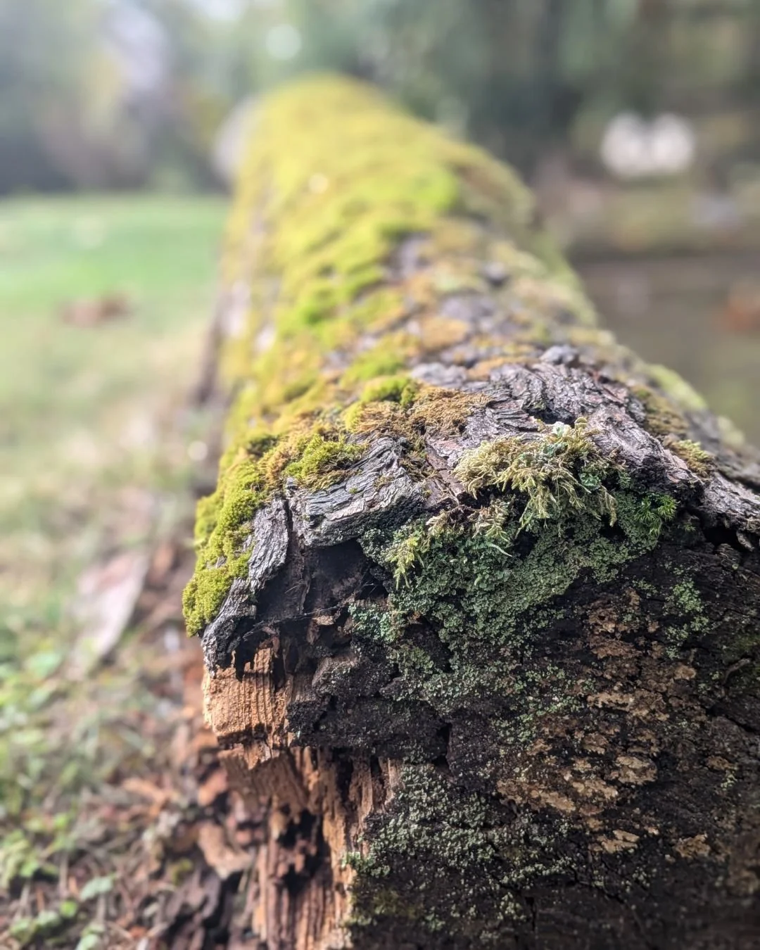 I will never not stop for a nurse log. I love to watch the worlds at work, making something new out of loss and destruction.