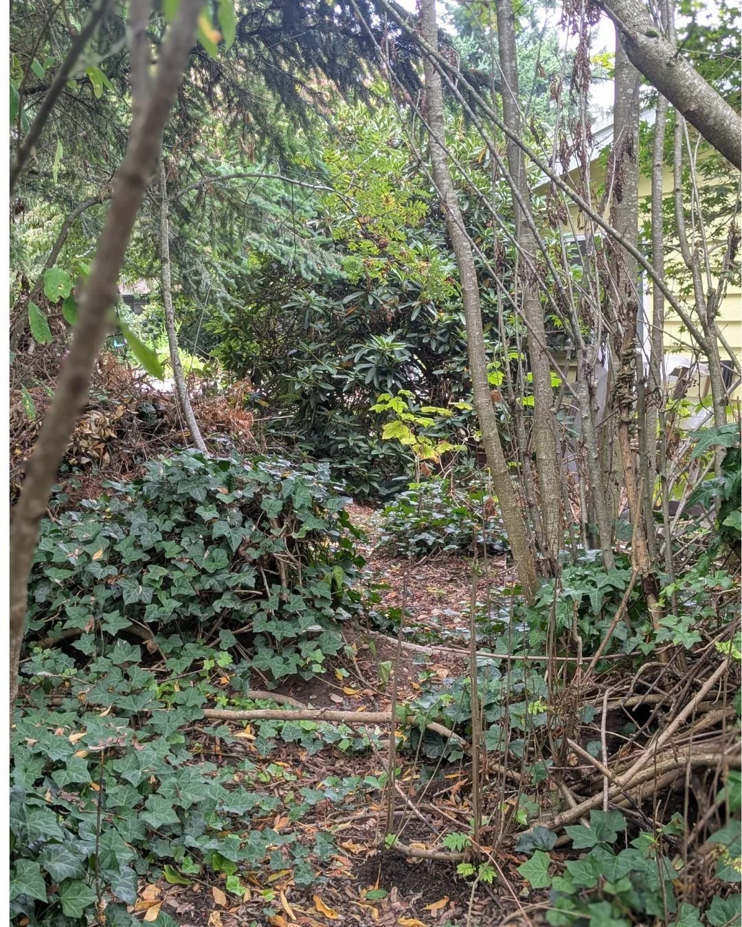 I can never resist the allure of a winding path, so Forrest built me one through our yard. I love it.