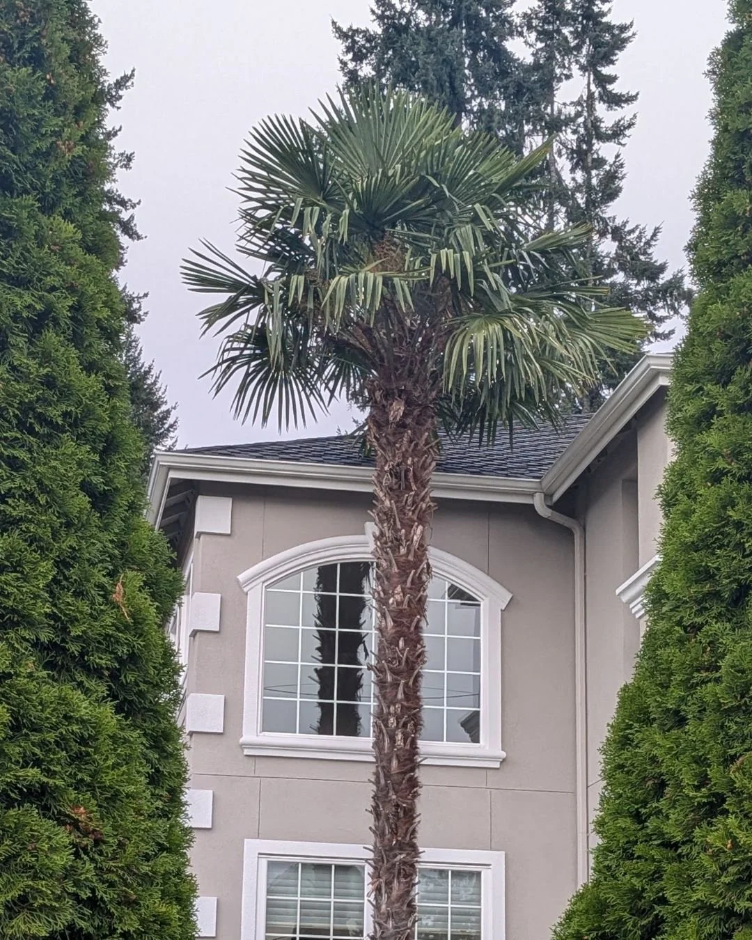 This palm tree never ceases to amaze! It's so cold and rainy right now, but this palm does not care one whit. He's bringing tropical vibes with him wherever he is planted.