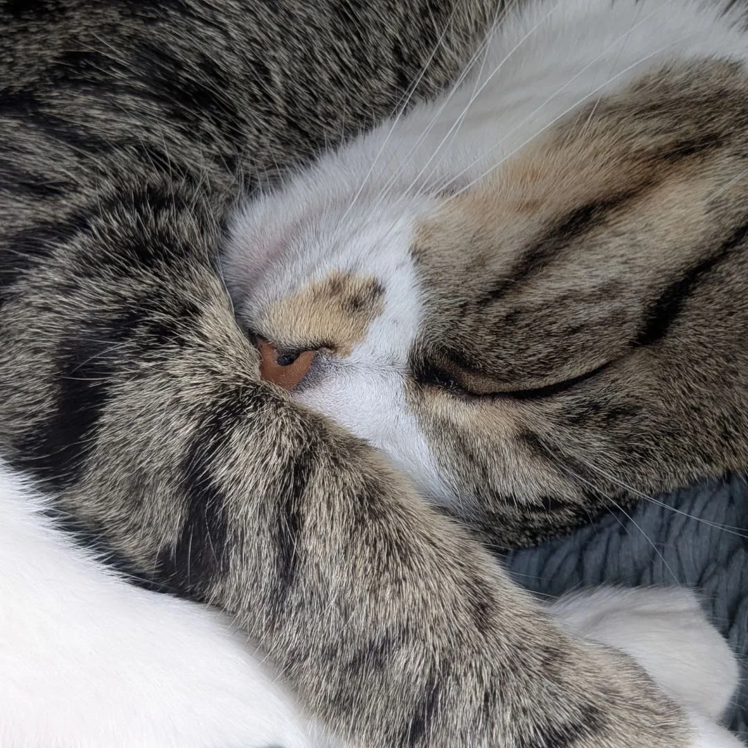 Peaches was not amused by an impromptu photo session, but her nose was too cute to not share it with the world.