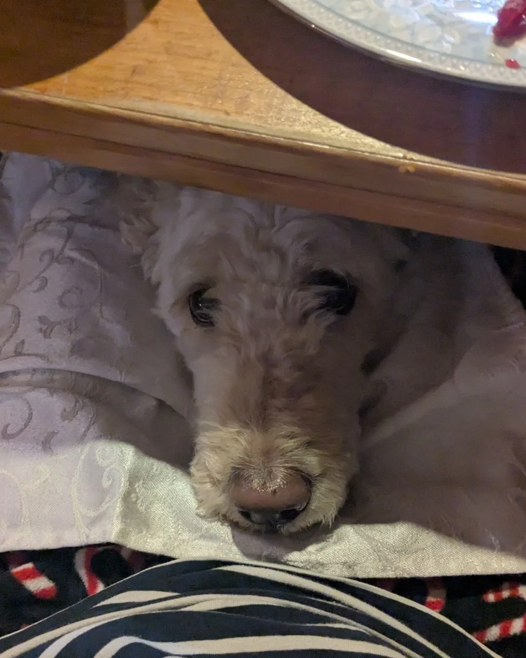 Lavender wants you to know that if you've got any leftover food, she's happy to take care of that for you. No need to throw it out.