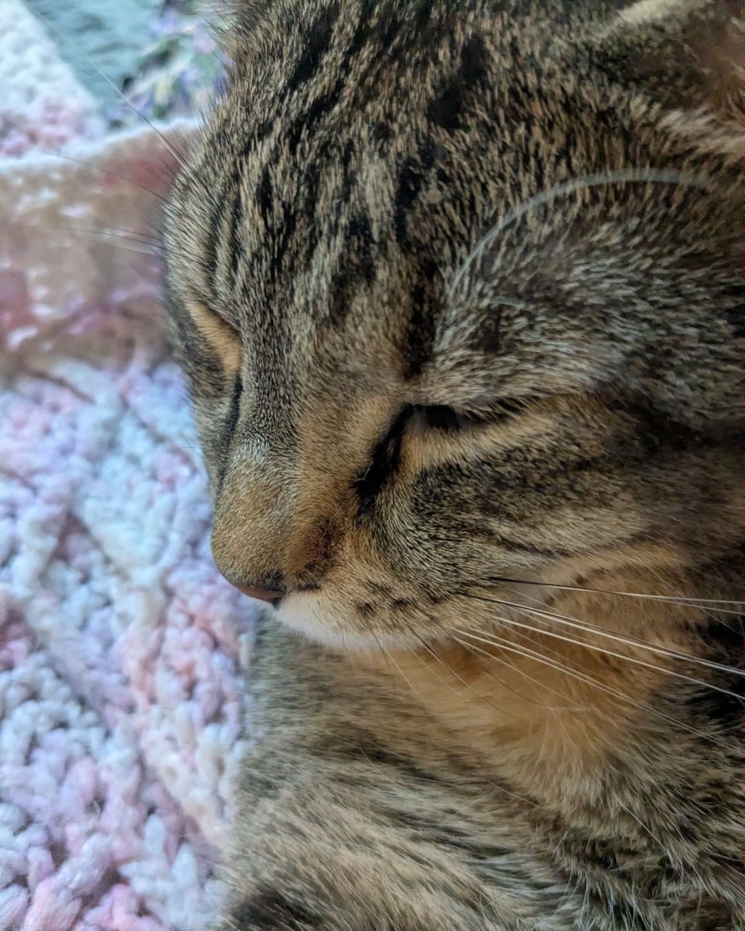 Mango says Merry Christmas!