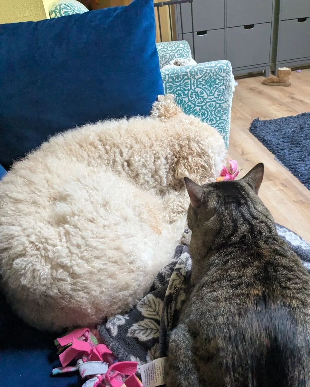 Lychee's New Year's resolution is to force the dog to love her and she's getting started early.

P.S. The January edition of my newsletter comes out on the 15th! Sign up link is in my bio.