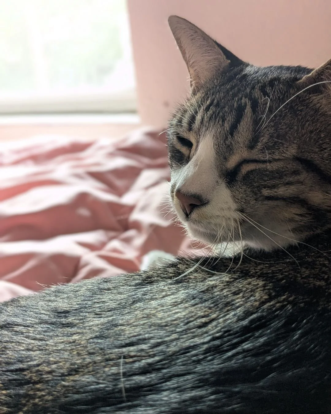 Peaches is living her best life.

P.S. The January edition of my newsletter comes out on the 15th! Sign up link is in my bio.