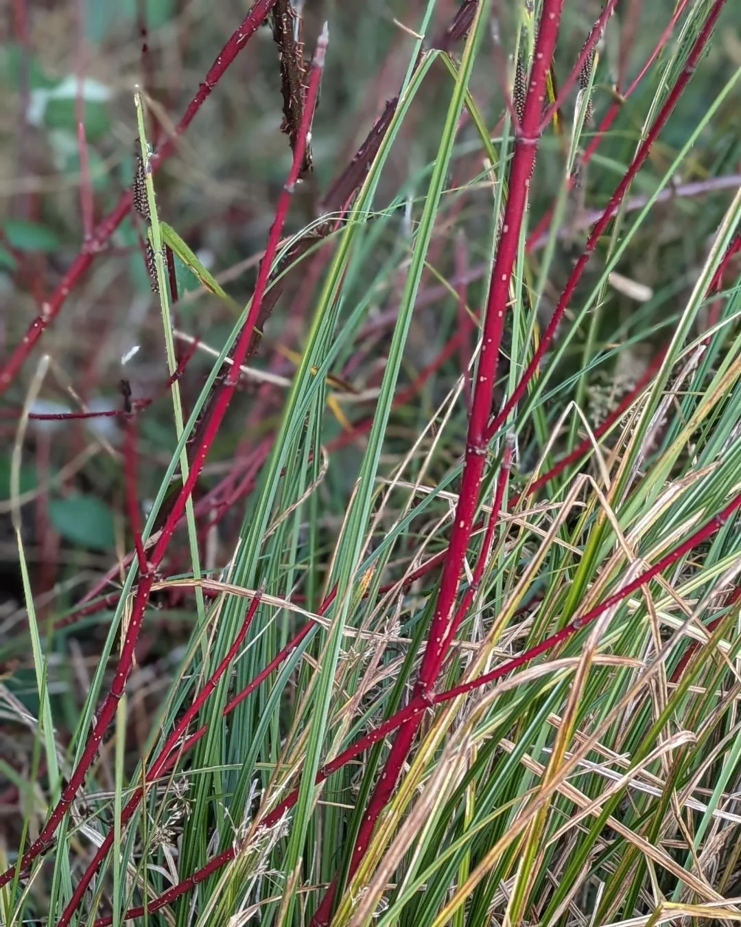 The native grasses down by the beach caught my eye this morning! Even if the flowers aren't ready to bloom yet, there's color out there to be found.