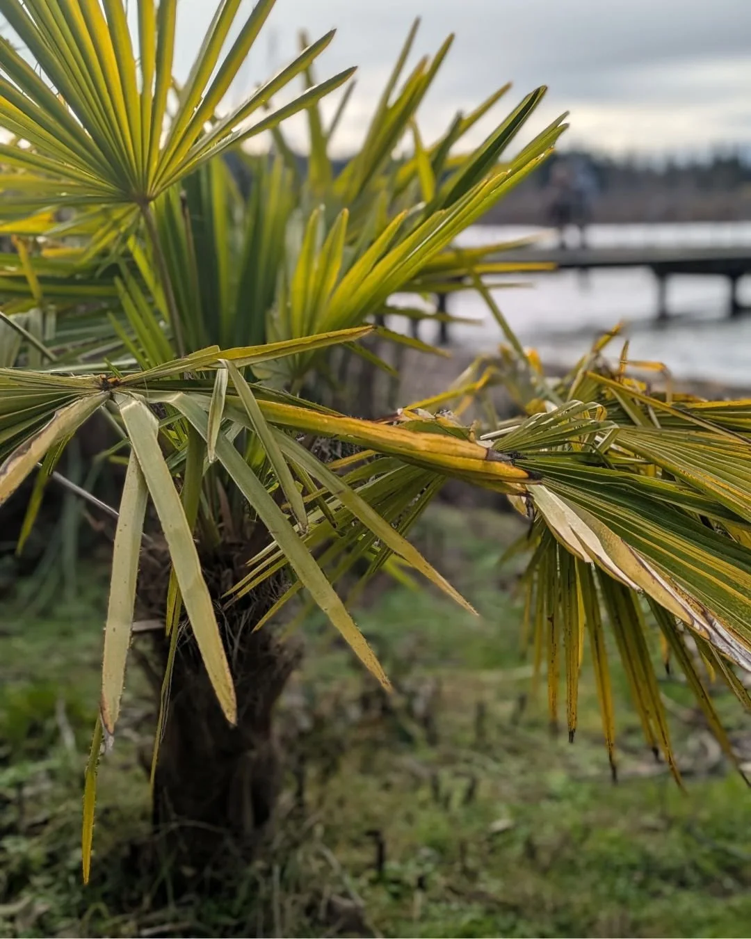 This has got to be the world's smallest, stubbiest, stubbornest palm tree.