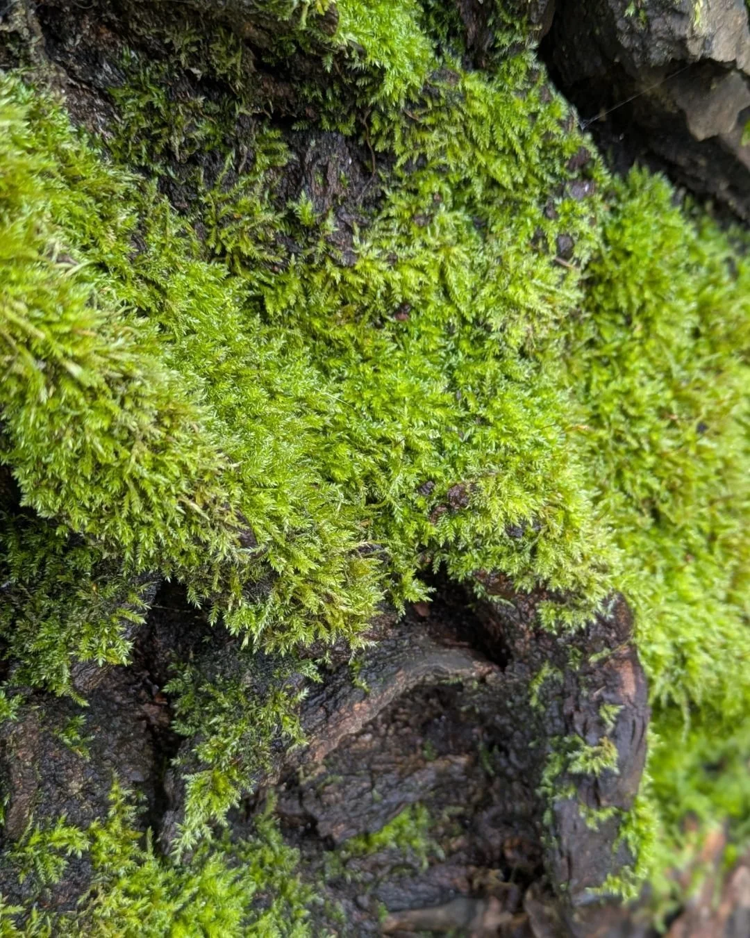 Mossy Monday! A little bit of Seahawks lime green for us all!