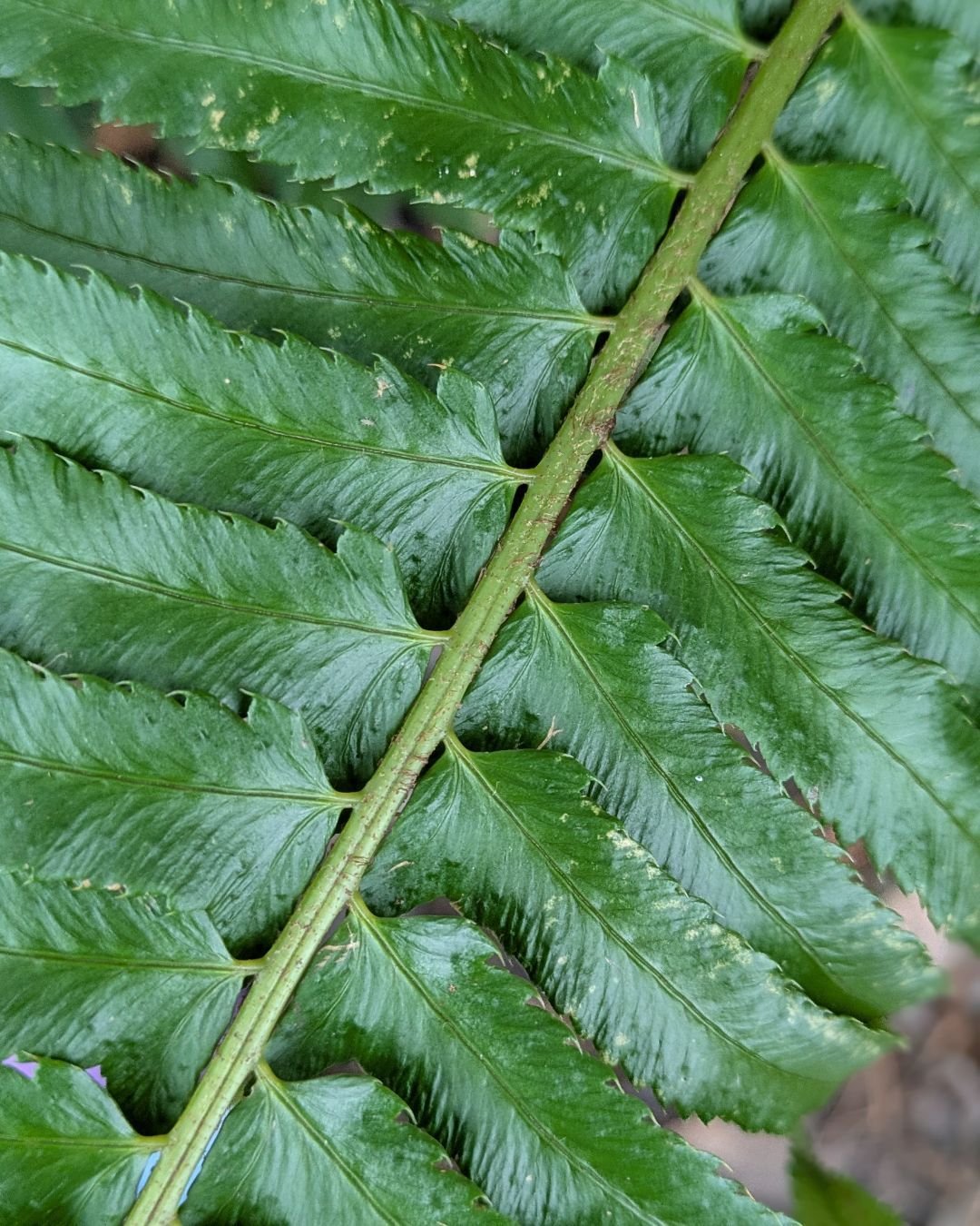 Happy Valentine's Day! I'm very frond of you all!