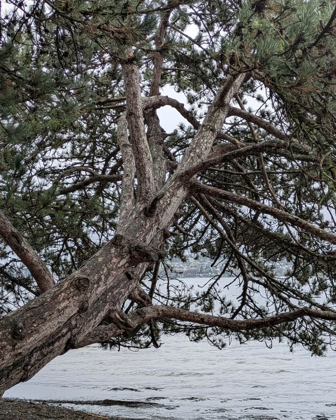 I've been trying to walk down by the water more often and this tree always stops me in my tracks. How does it stay up? How long has it been here? I wish I could read its long history and all the things it has seen.