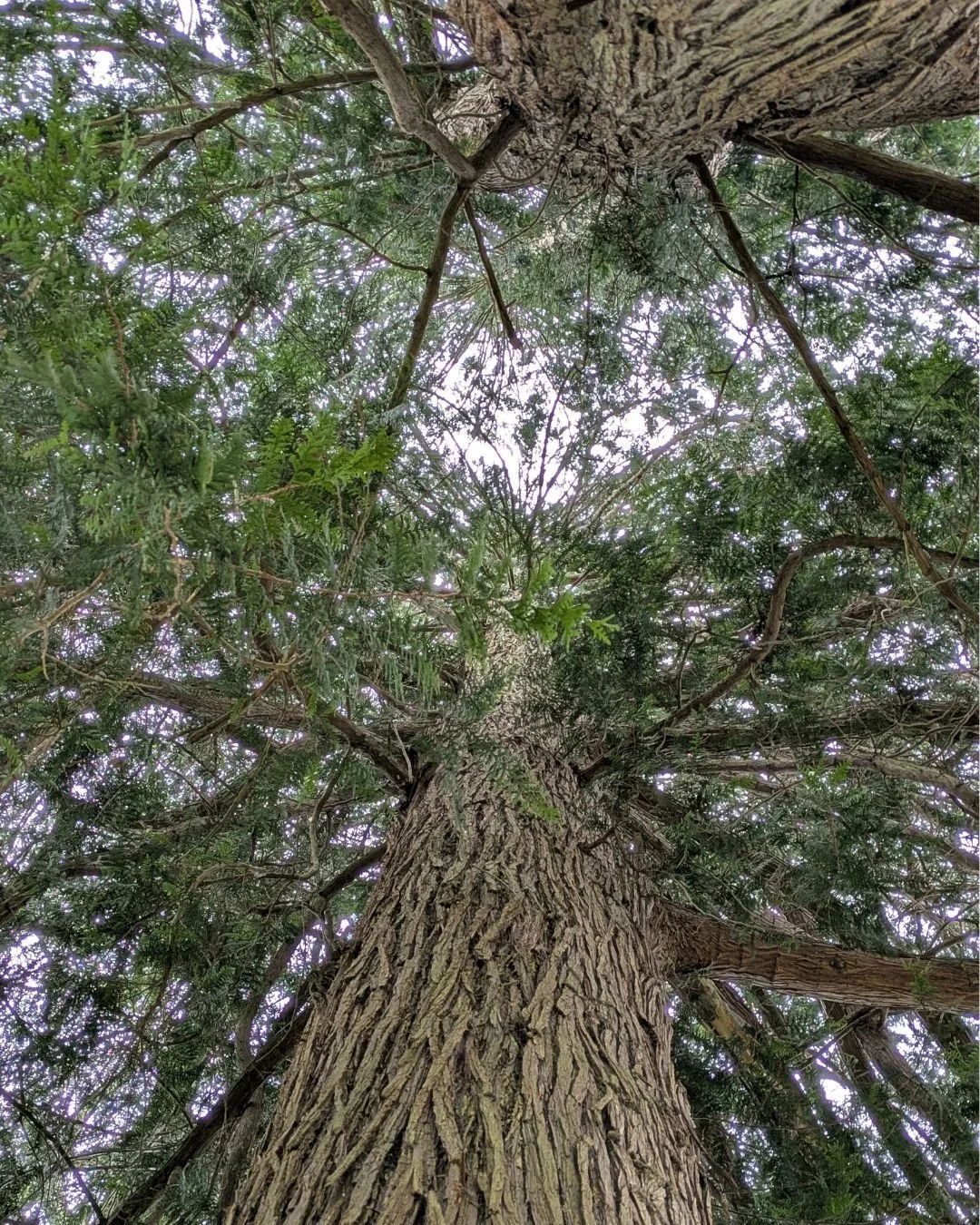 No photo can do these trees justice, but I wish I could bring the smell, the sound of the wind and the feel of the springy ground under my feet along with it. Just a taste of this moment, sent to you all.