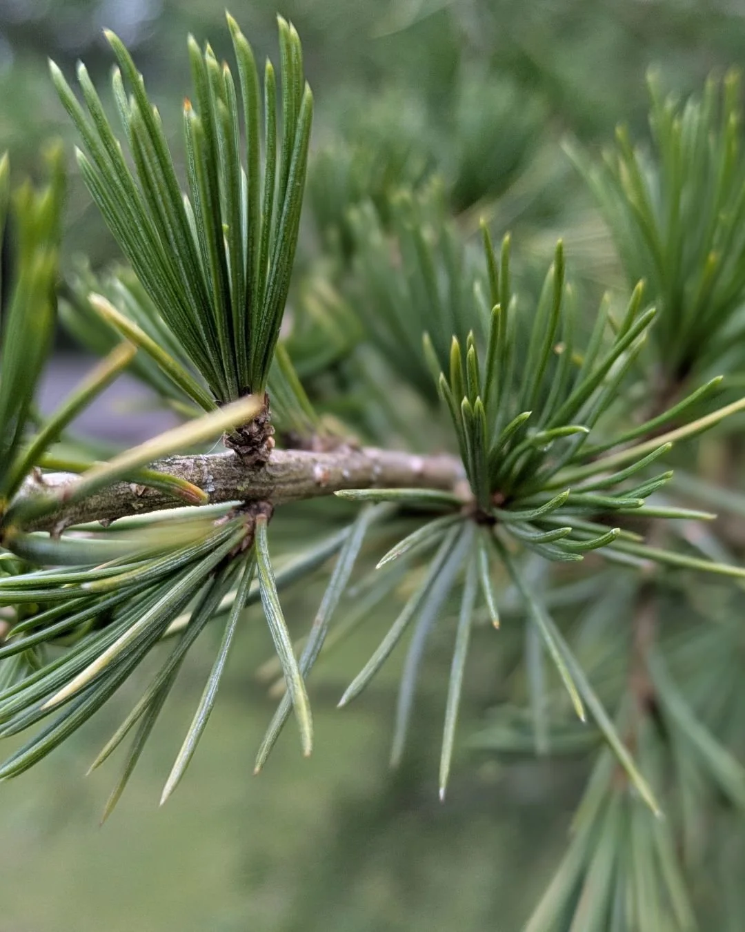 Happy Saturday! May your weekend be restful or productive, peaceful or energizing...whatever brings you life in these dark February weeks.