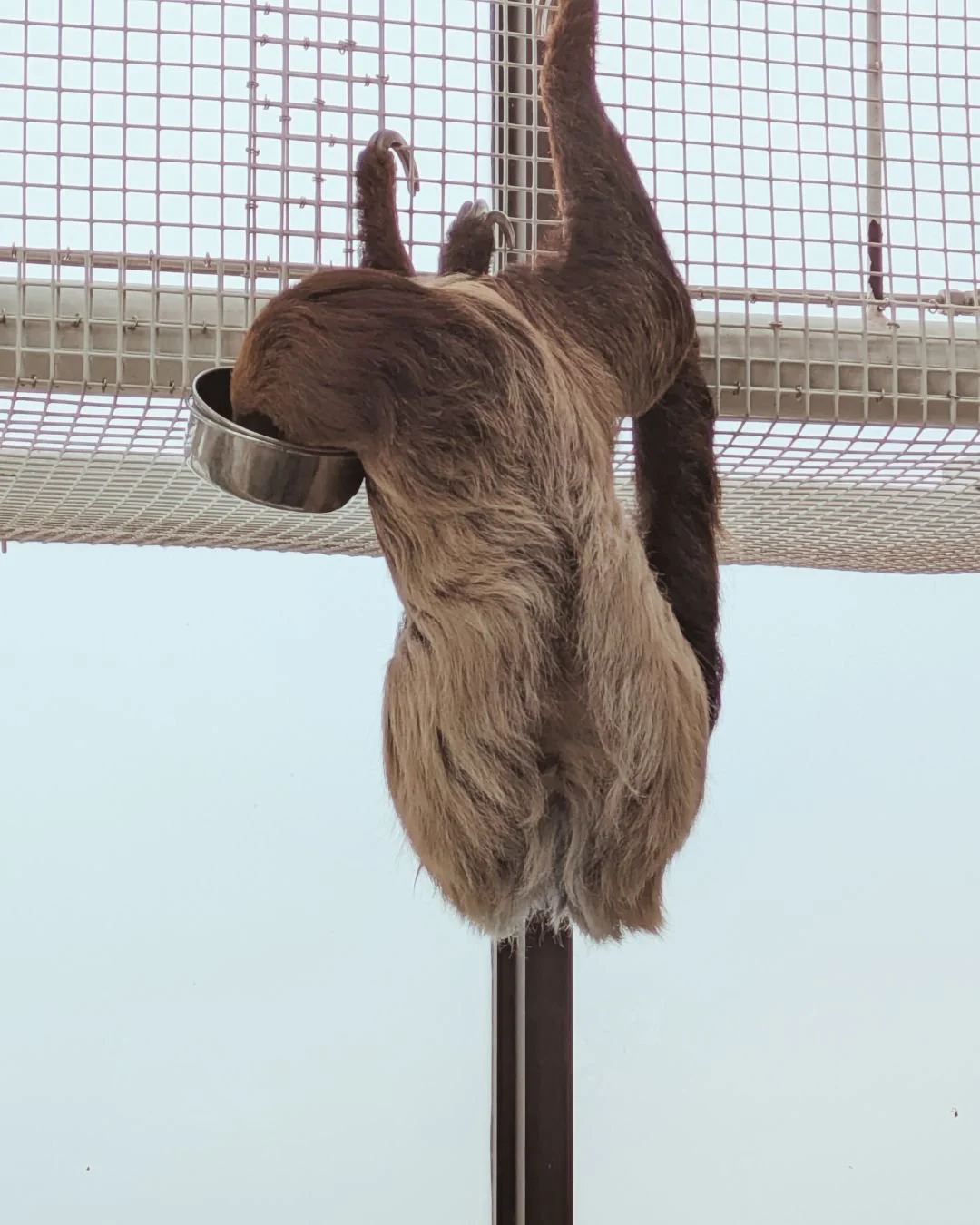I was in Baltimore last weekend and got to go to the Aquarium there, where I saw this spectacular sloth living her best sloth life. #kindredspirit