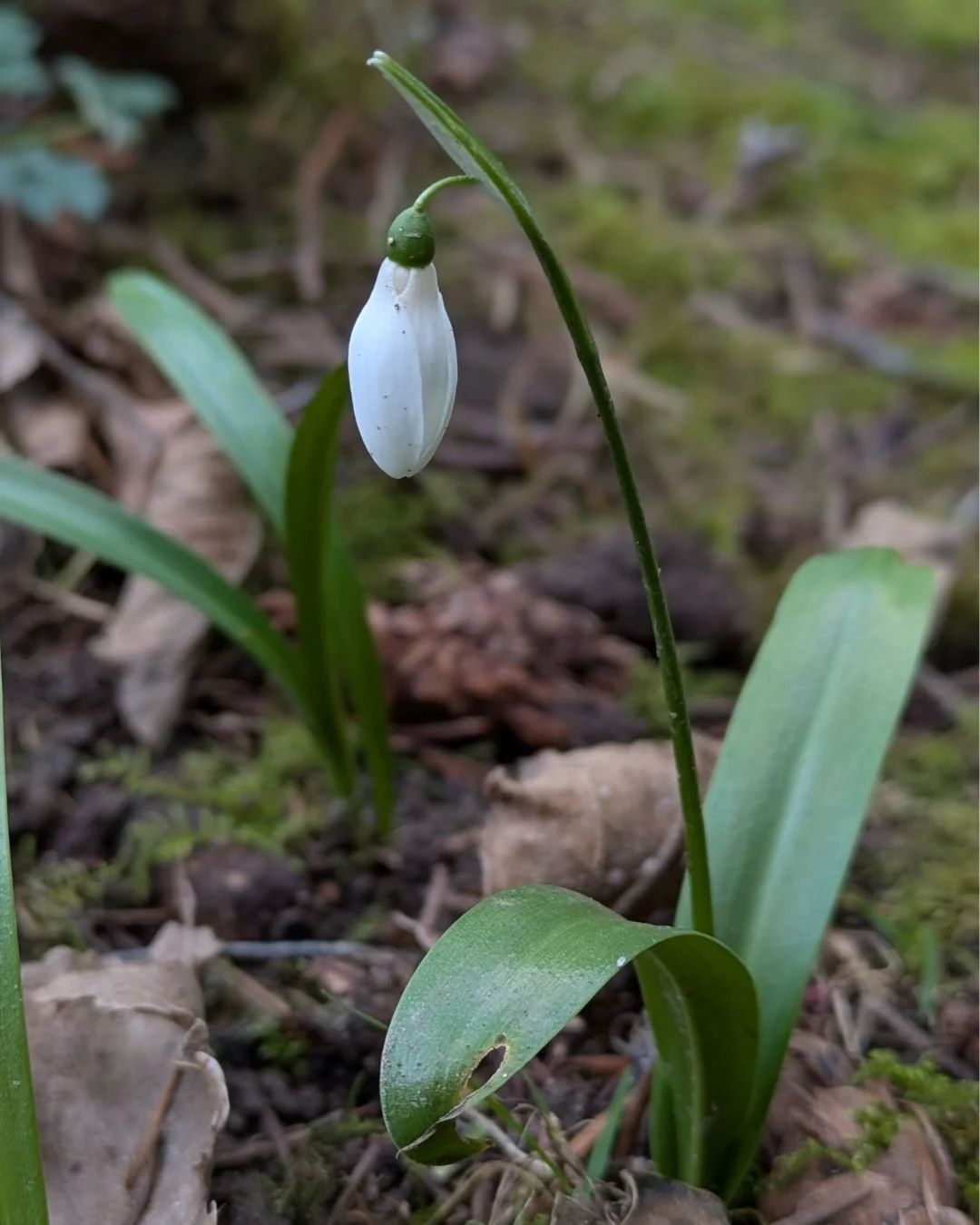 The snowdrops are up! Spring is on the way!