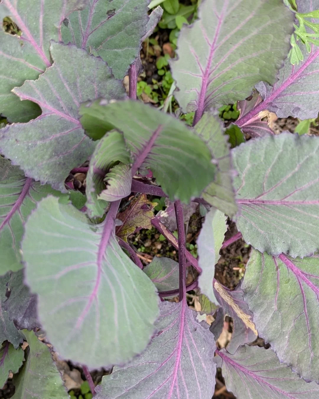 Our overwintering red cabbage is looking healthy and ready for early production! (even if something has clearly been nibbling at the edges!)
