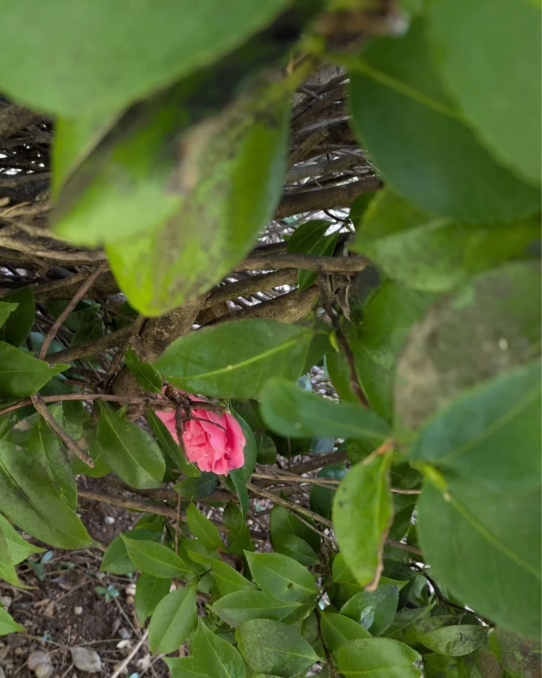 I spy with my little eye...the first camellia of the season!